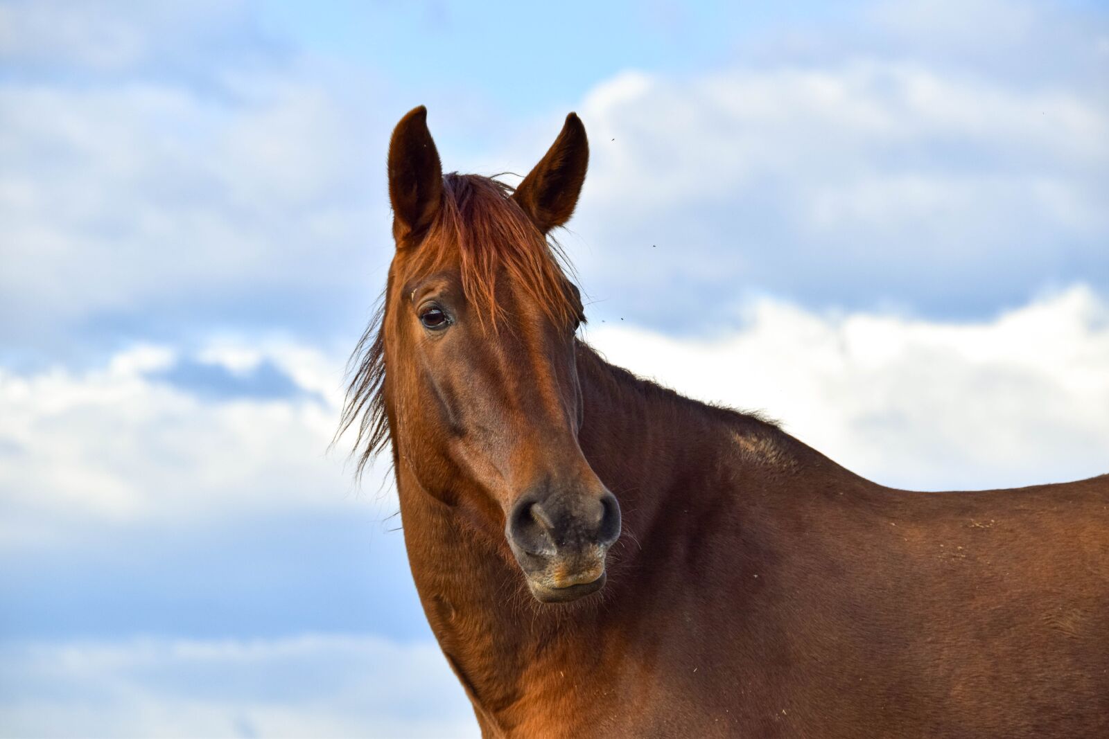 Nikon D5300 sample photo. Horse, wild, wild horses photography