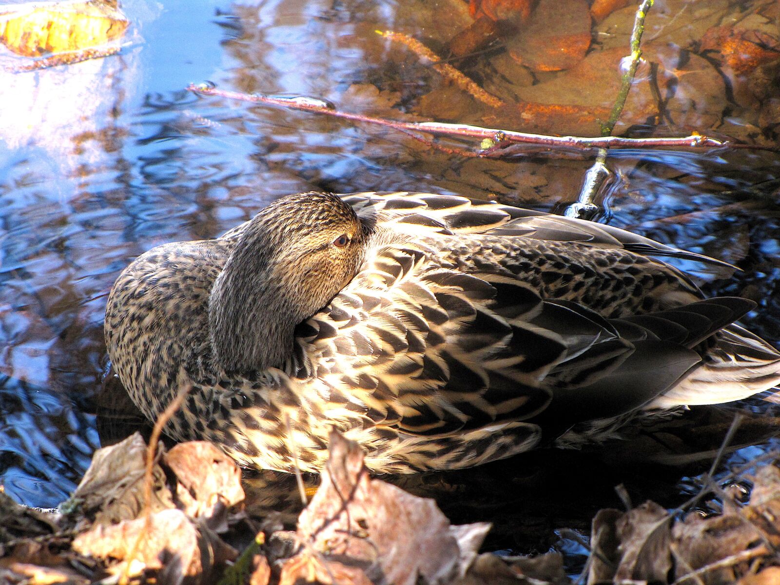 Canon PowerShot SX10 IS sample photo. British columbia, lafarge lake photography