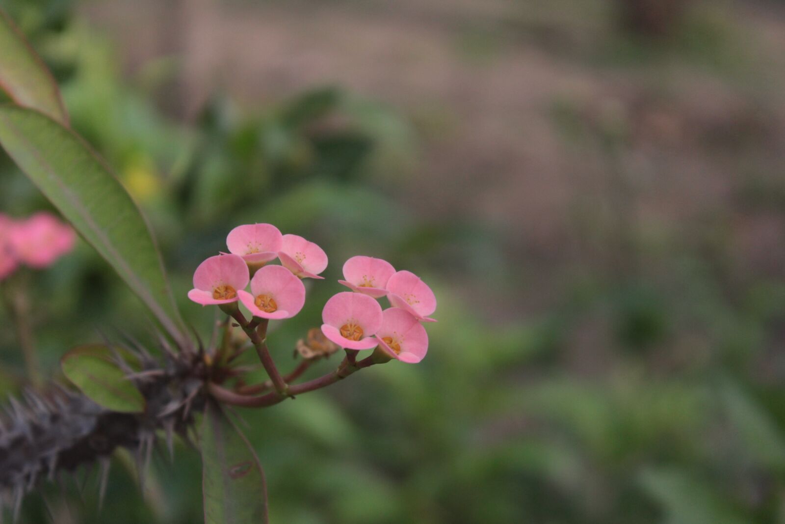 Canon EOS 1200D (EOS Rebel T5 / EOS Kiss X70 / EOS Hi) sample photo. Christ crown, flower, desert photography