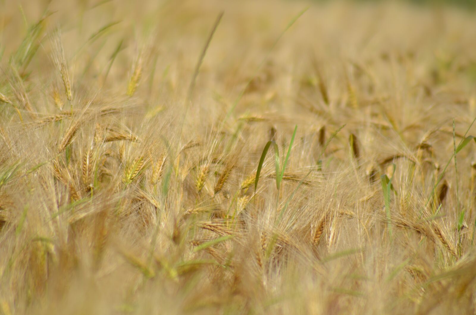 Nikon D5100 sample photo. Barley, cereal, agriculture photography
