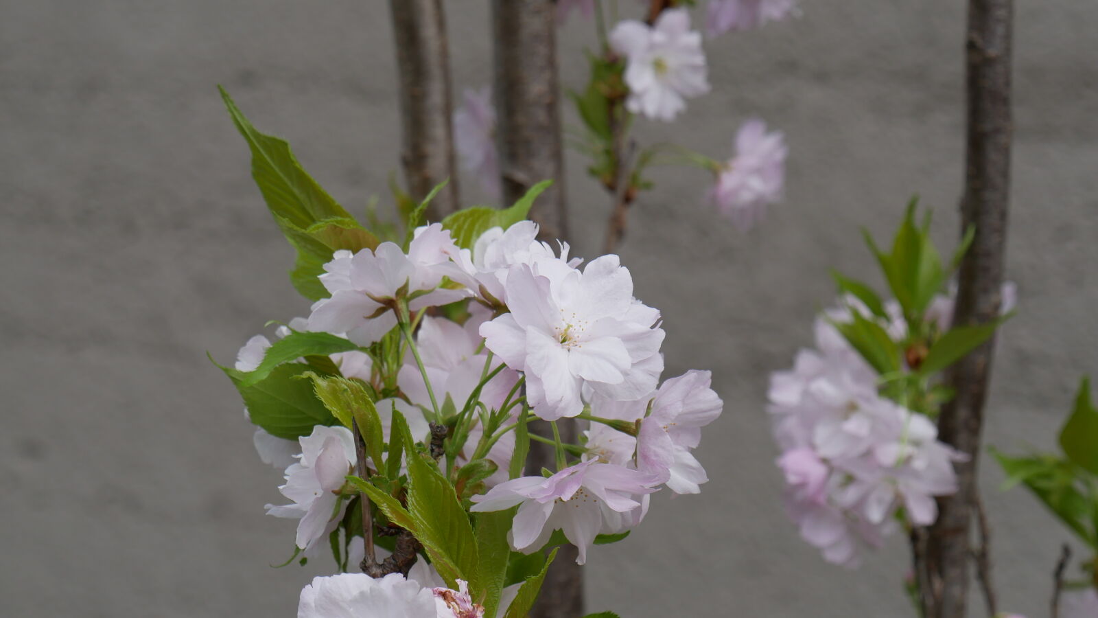 Panasonic Lumix DMC-GX85 (Lumix DMC-GX80 / Lumix DMC-GX7 Mark II) sample photo. Flower photography