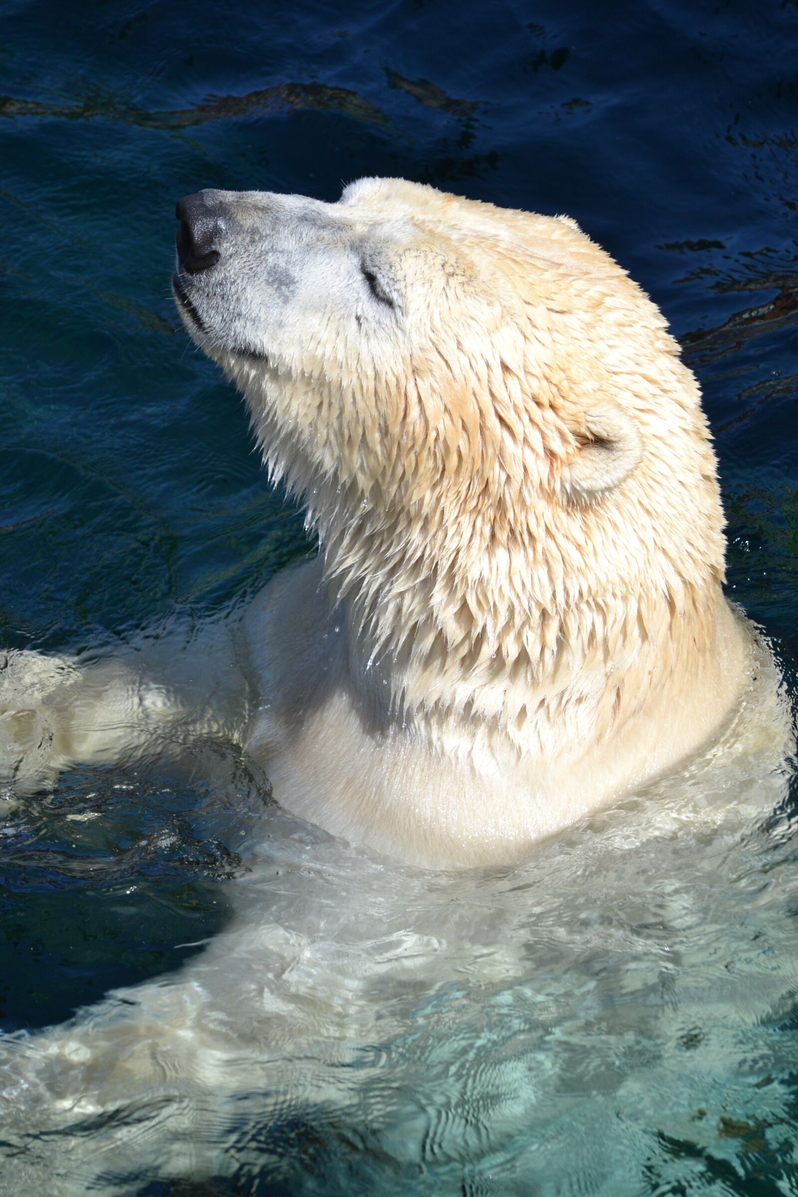 Nikon D3100 sample photo. Polar bear, swim, predator photography