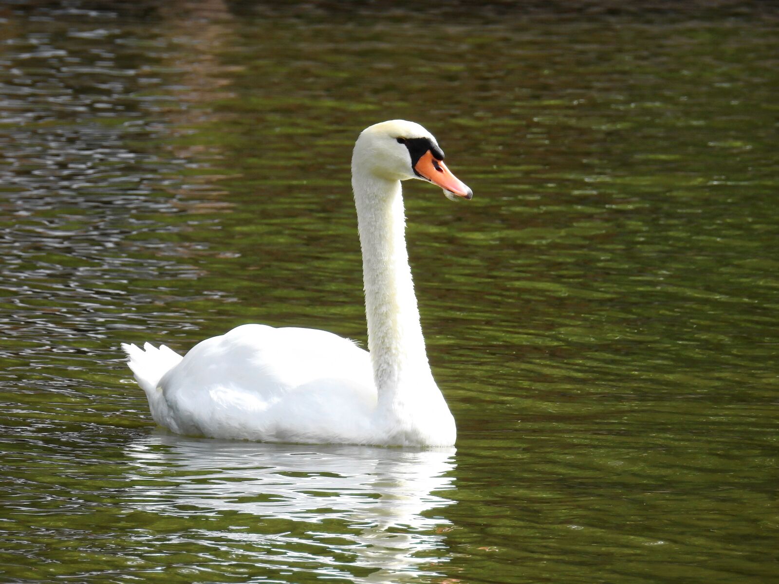 Nikon Coolpix P900 sample photo. Lake, water, nature photography