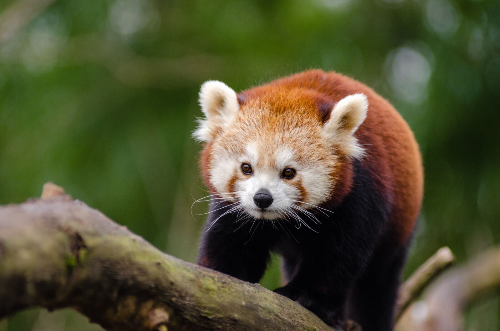 AF Zoom-Nikkor 80-200mm f/2.8 ED sample photo