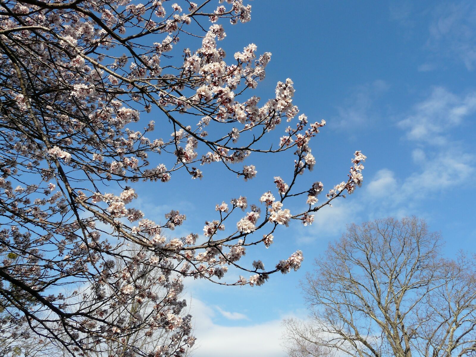 Panasonic DMC-FZ18 sample photo. Springtime, tree, blossoms photography
