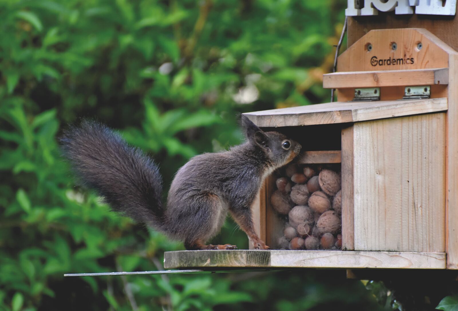 Nikon D7200 sample photo. Squirrel, verifiable kitten, rodent photography