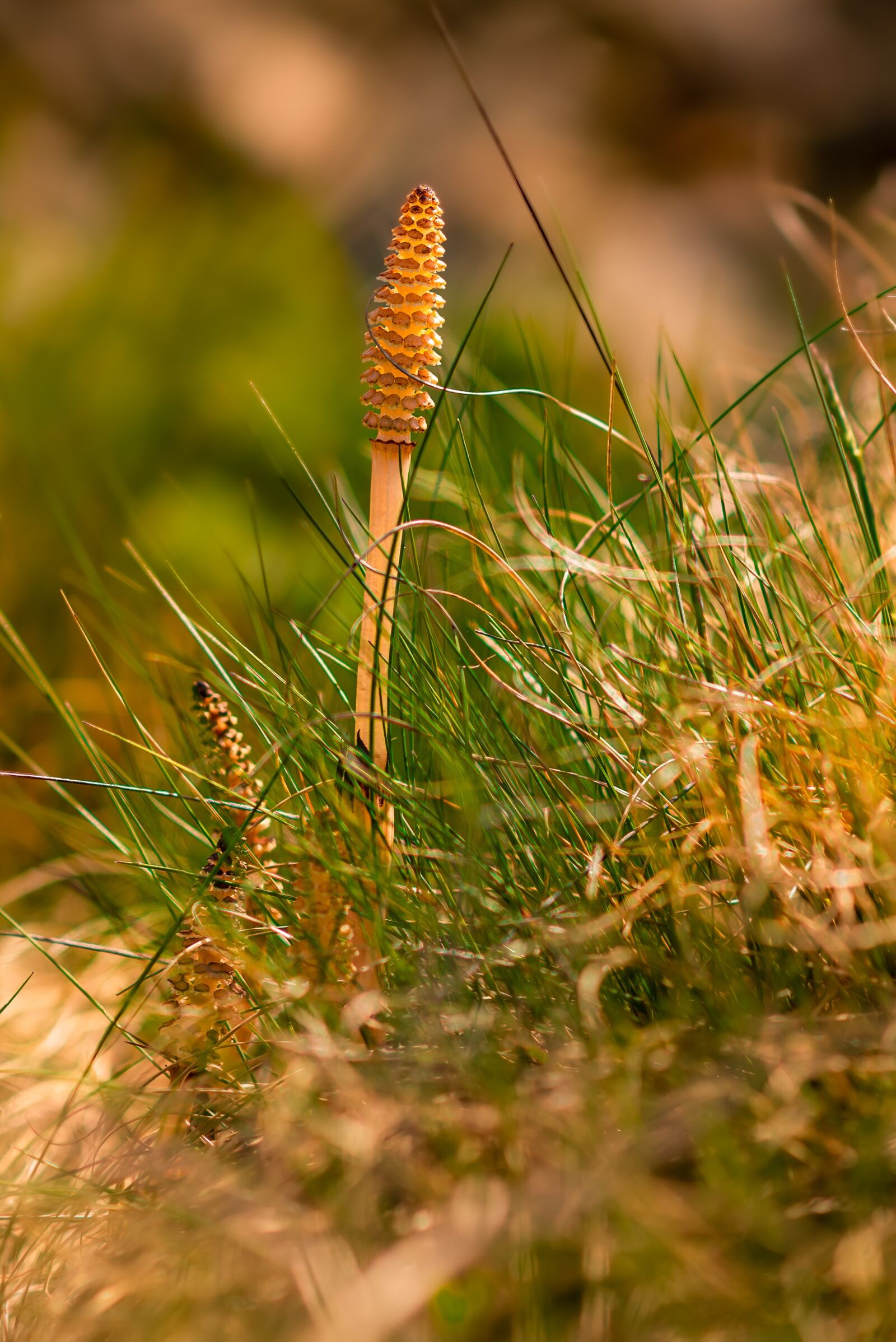 Nikon D750 sample photo. Nature, grass, green photography