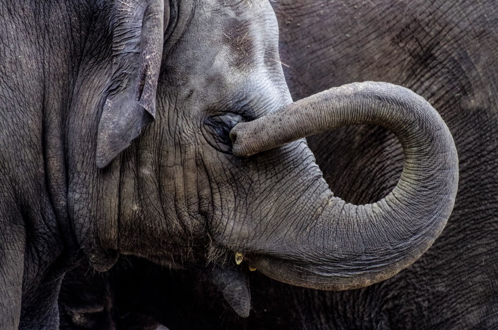 Pentax K-30 sample photo. Elephant, young animal, young photography