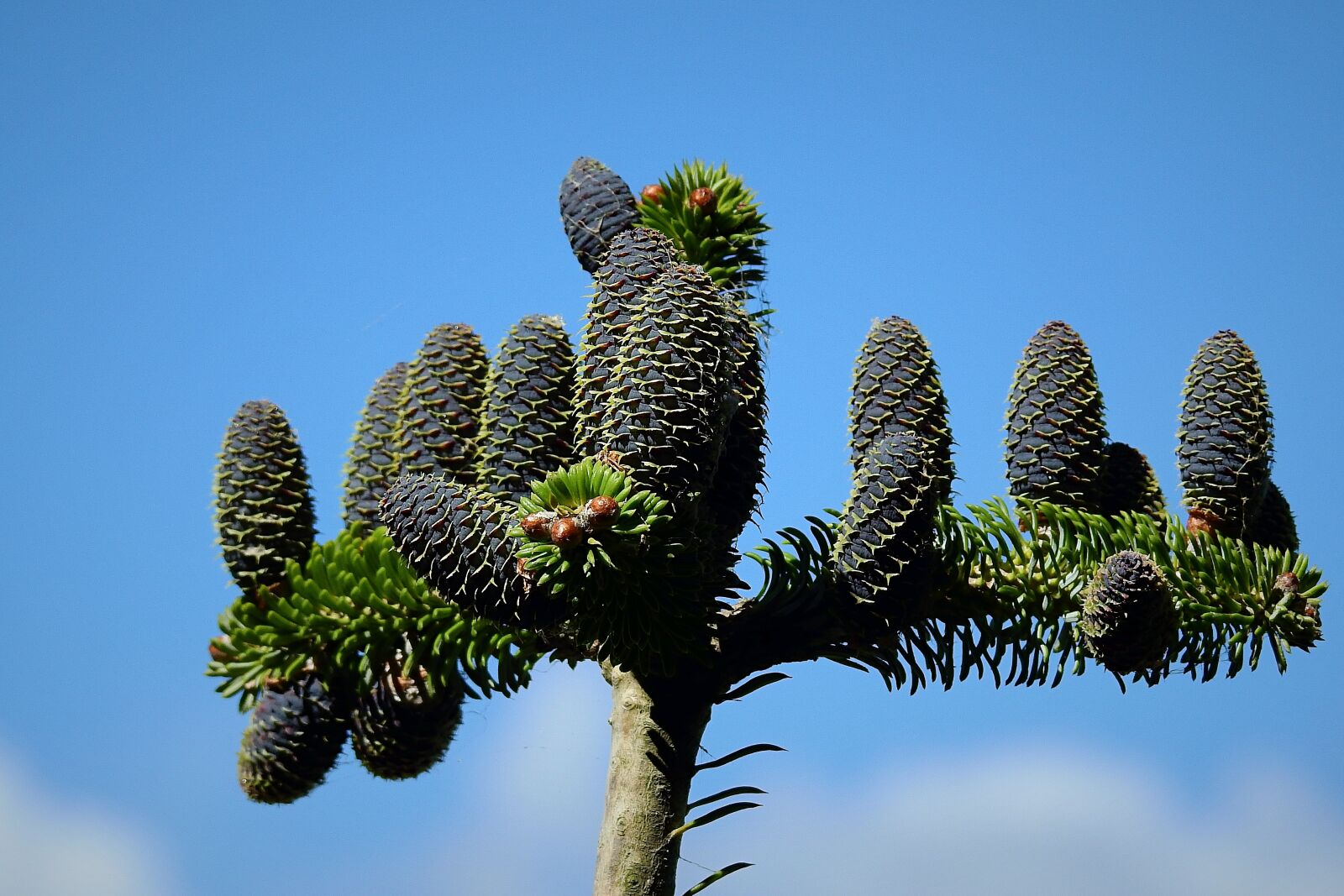Nikon Coolpix P900 sample photo. Coniferous, cones, sky photography