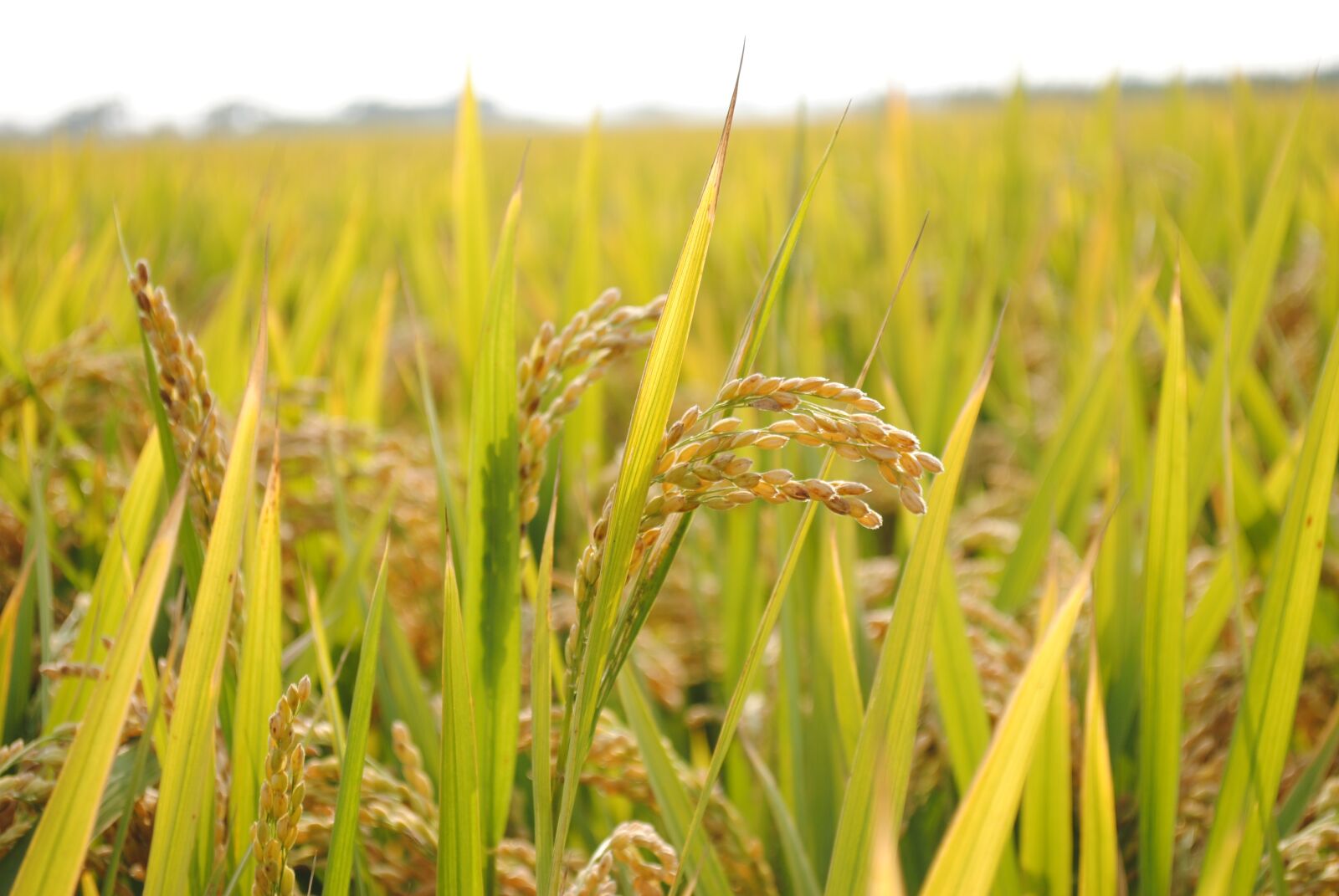 Nikon D3000 sample photo. In rice field, rice photography