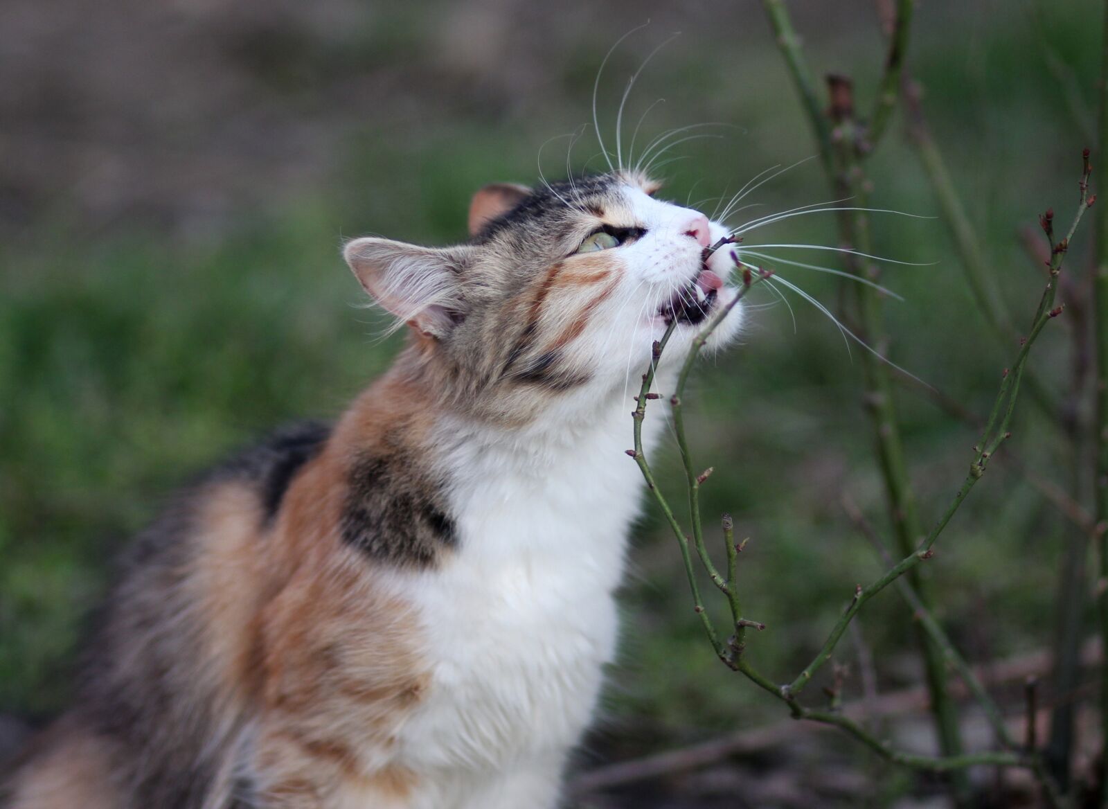 Canon EOS 700D (EOS Rebel T5i / EOS Kiss X7i) + Canon EF 85mm F1.8 USM sample photo. Cat, coloring, eating photography