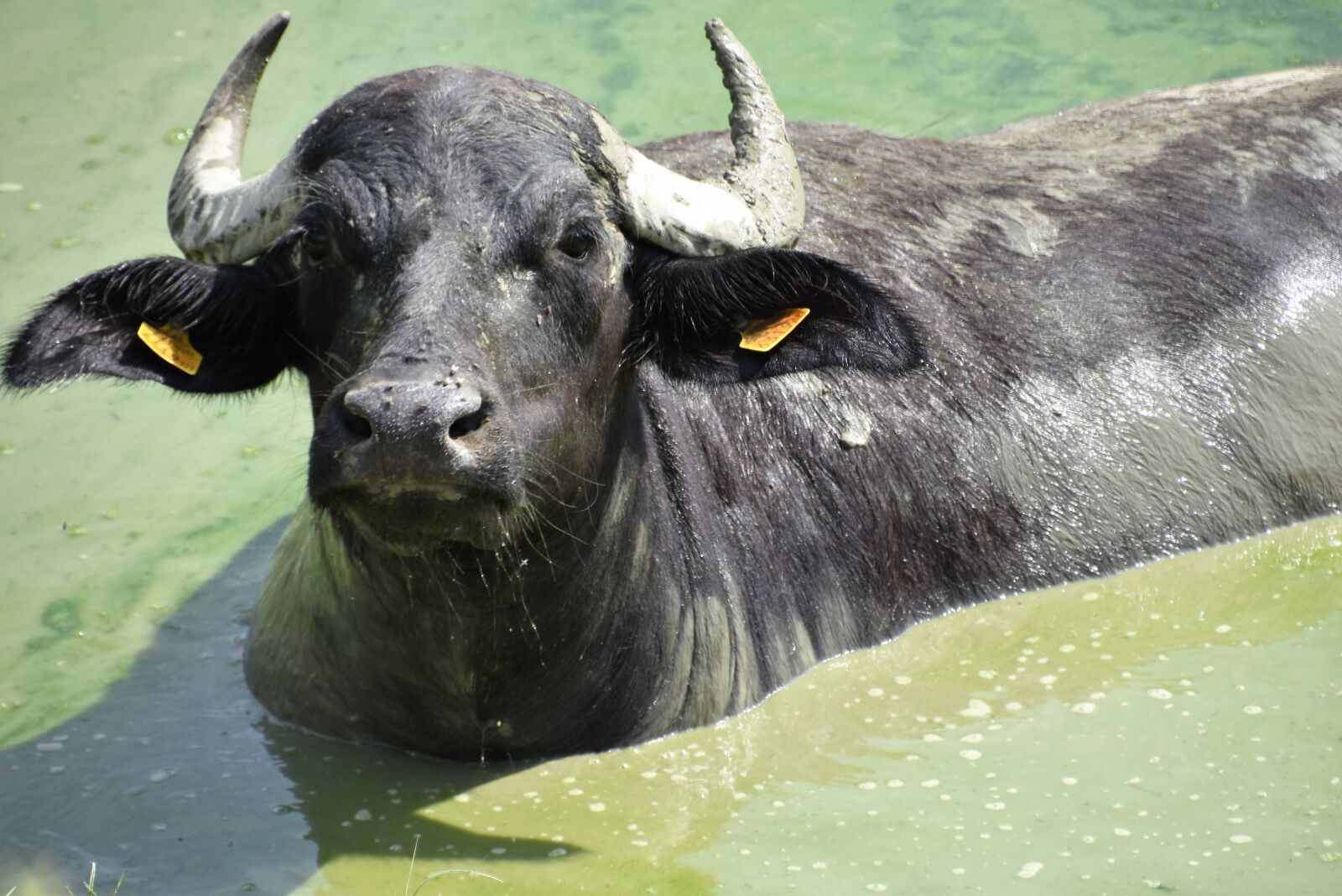 Nikon D5600 sample photo. Buffalo, animal, cattle photography