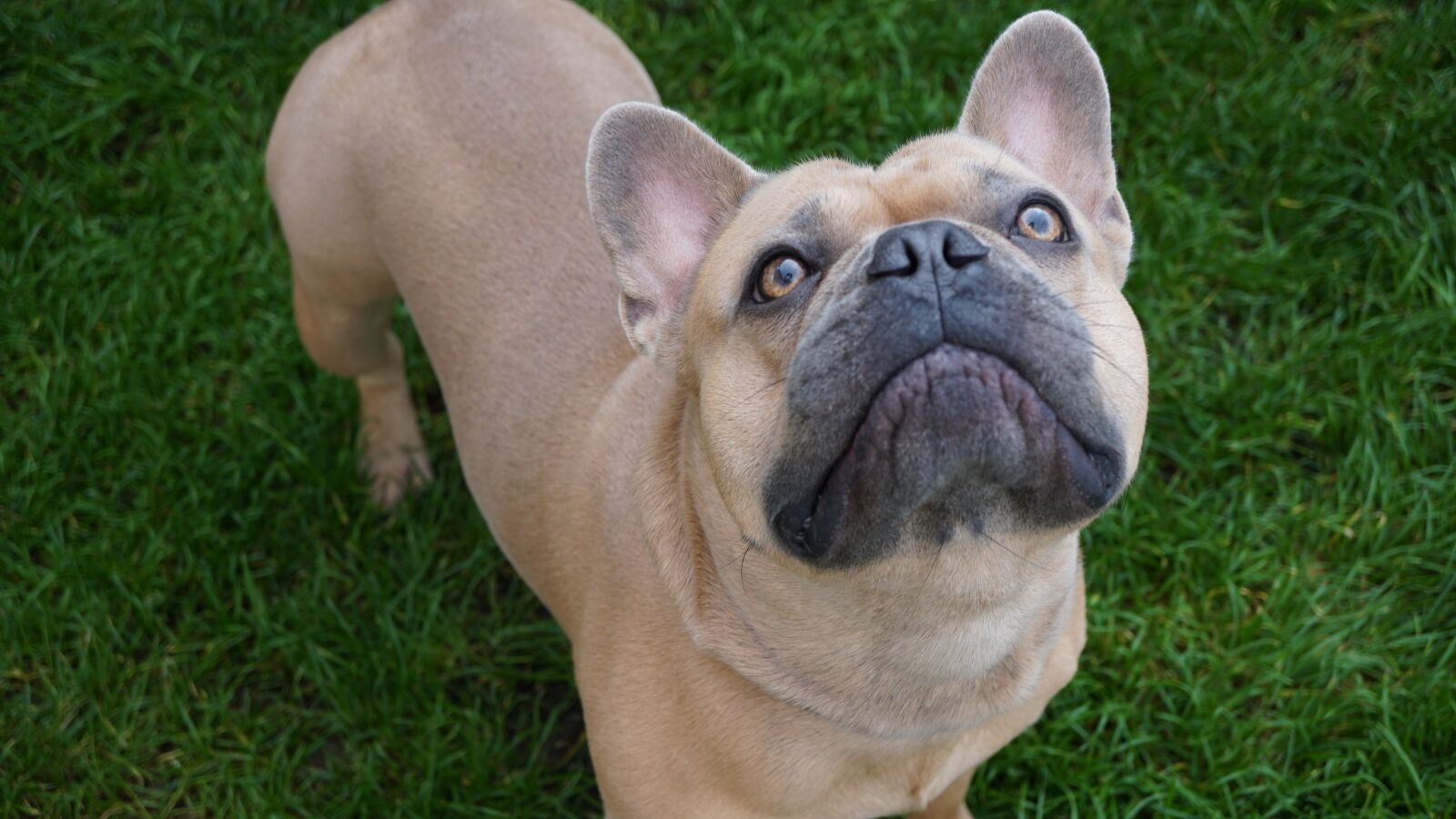 Sony E 30mm F3.5 Macro sample photo. French bulldog, iris, eyes photography