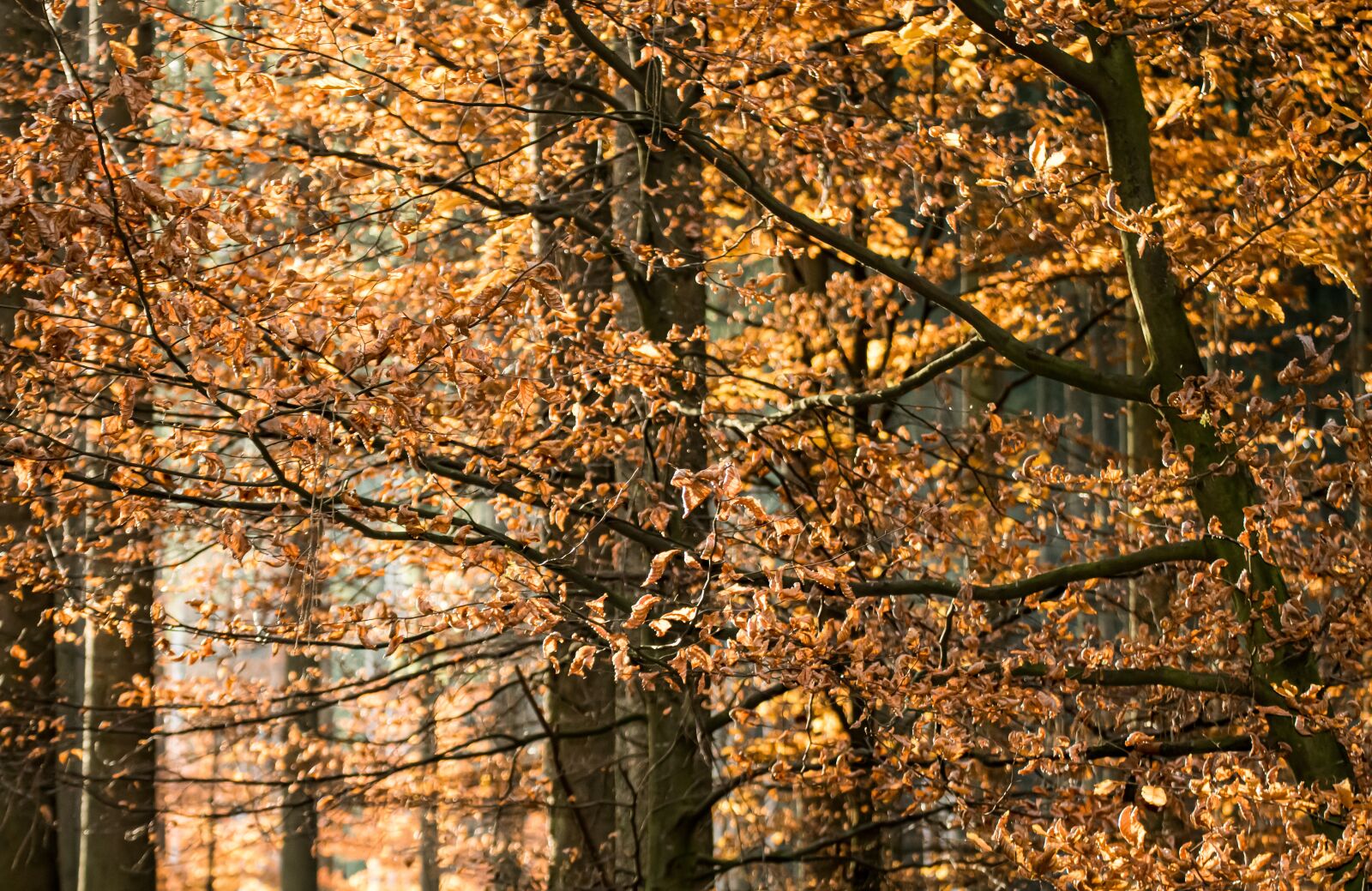 Canon EOS 200D (EOS Rebel SL2 / EOS Kiss X9) sample photo. Forest, leaves, fall foliage photography