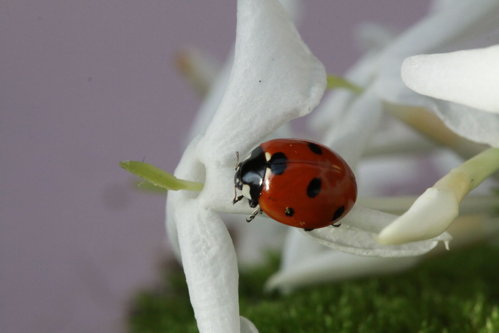 Canon EOS 50D sample photo. Ladybug, insect, spring photography