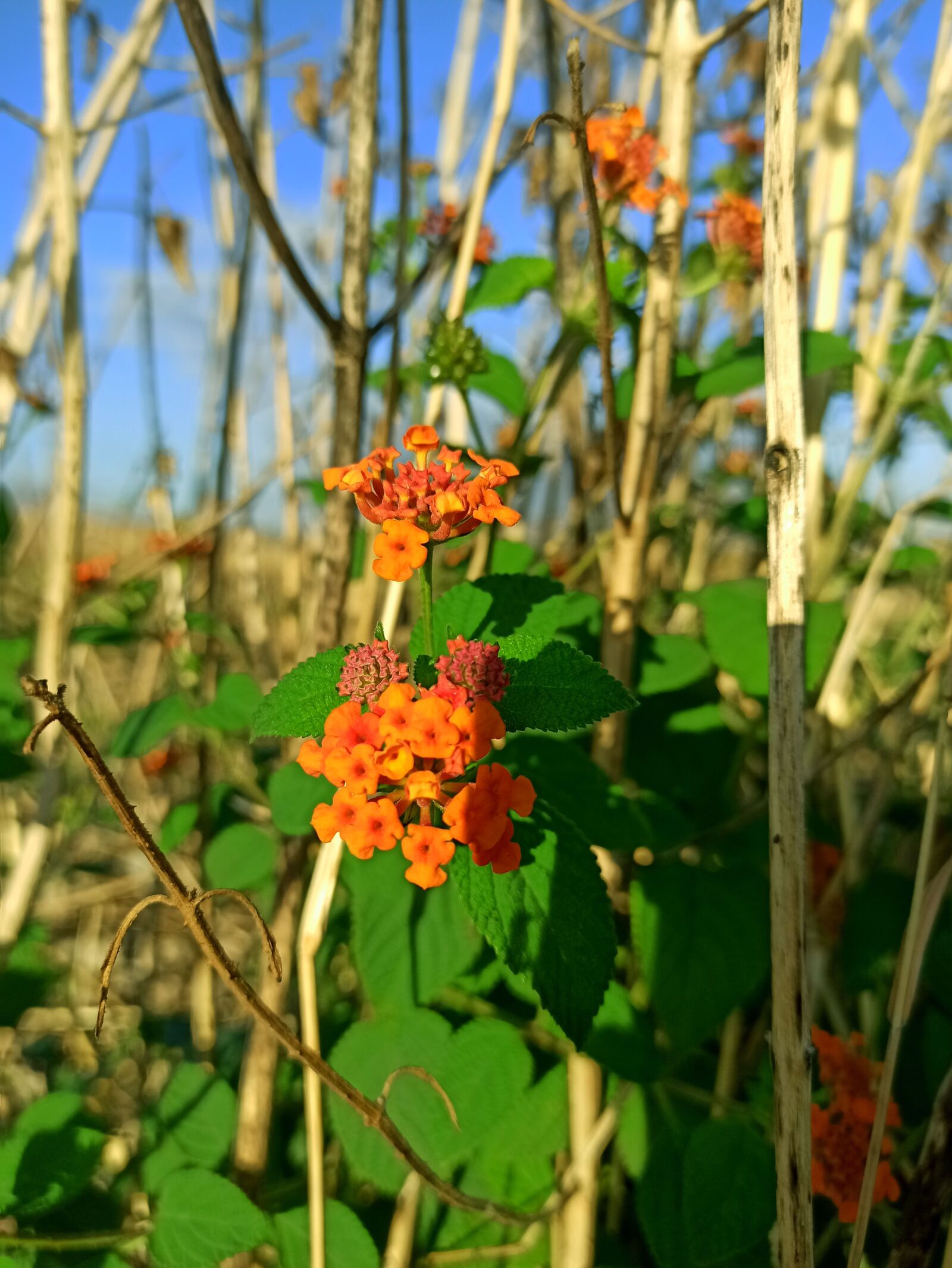 Xiaomi Redmi Note 8 Pro sample photo. Flowers, color, green photography