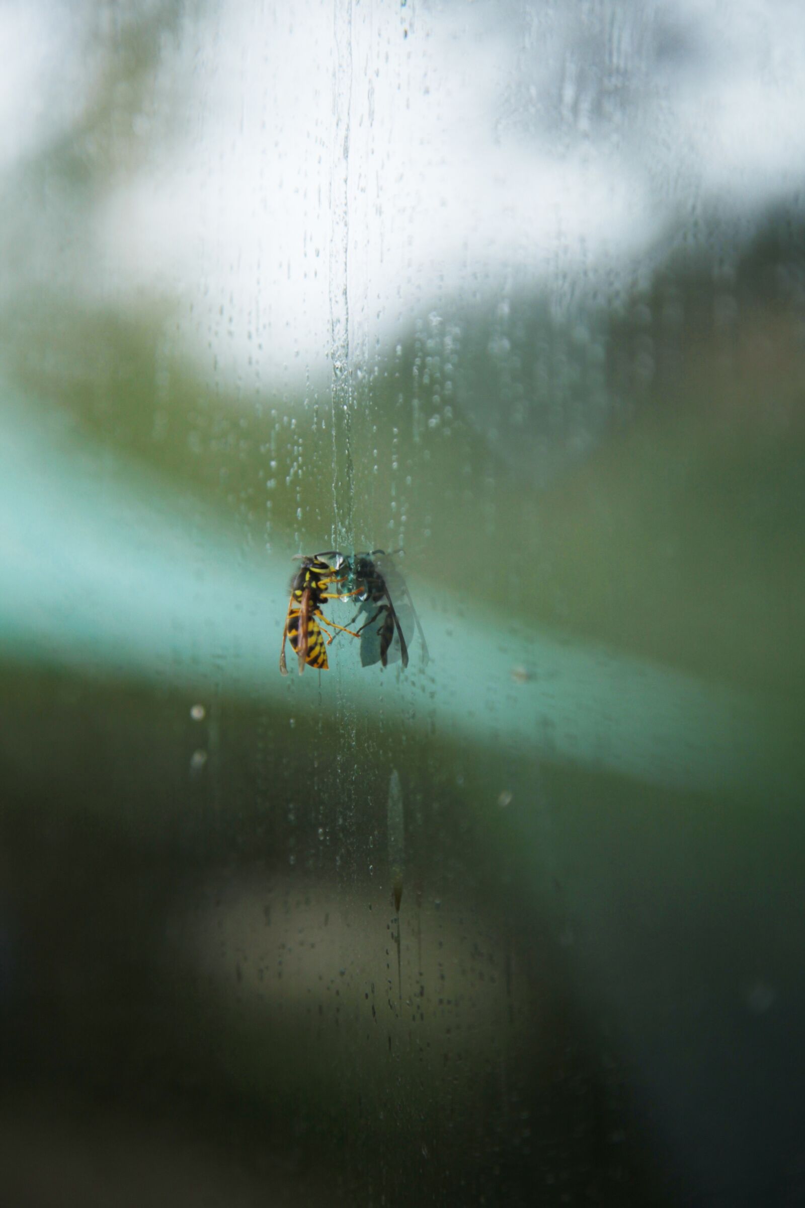 Canon EOS 5D Mark II sample photo. Bee, insects, honey photography