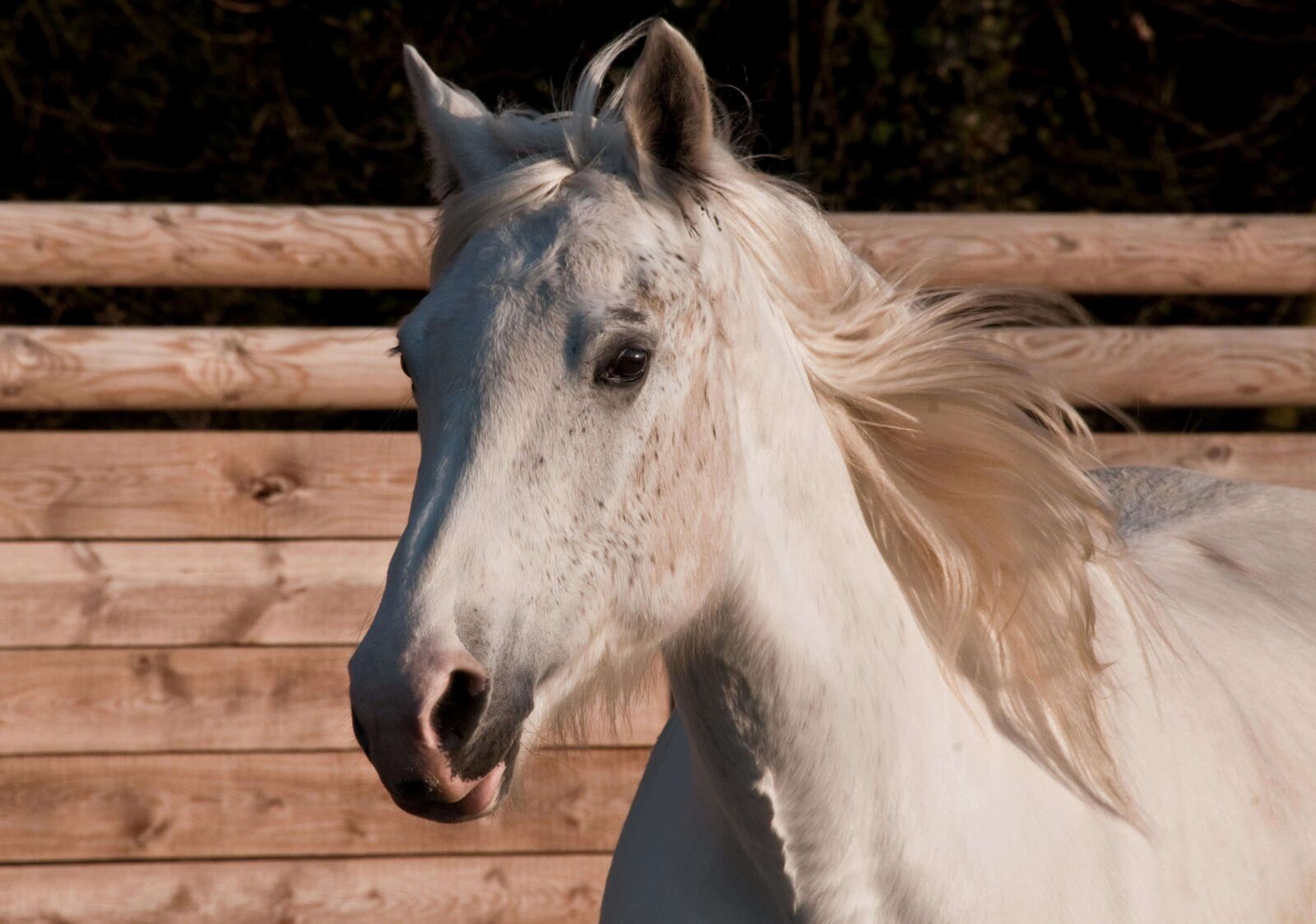 Nikon D300 sample photo. White horse, animal, nature photography