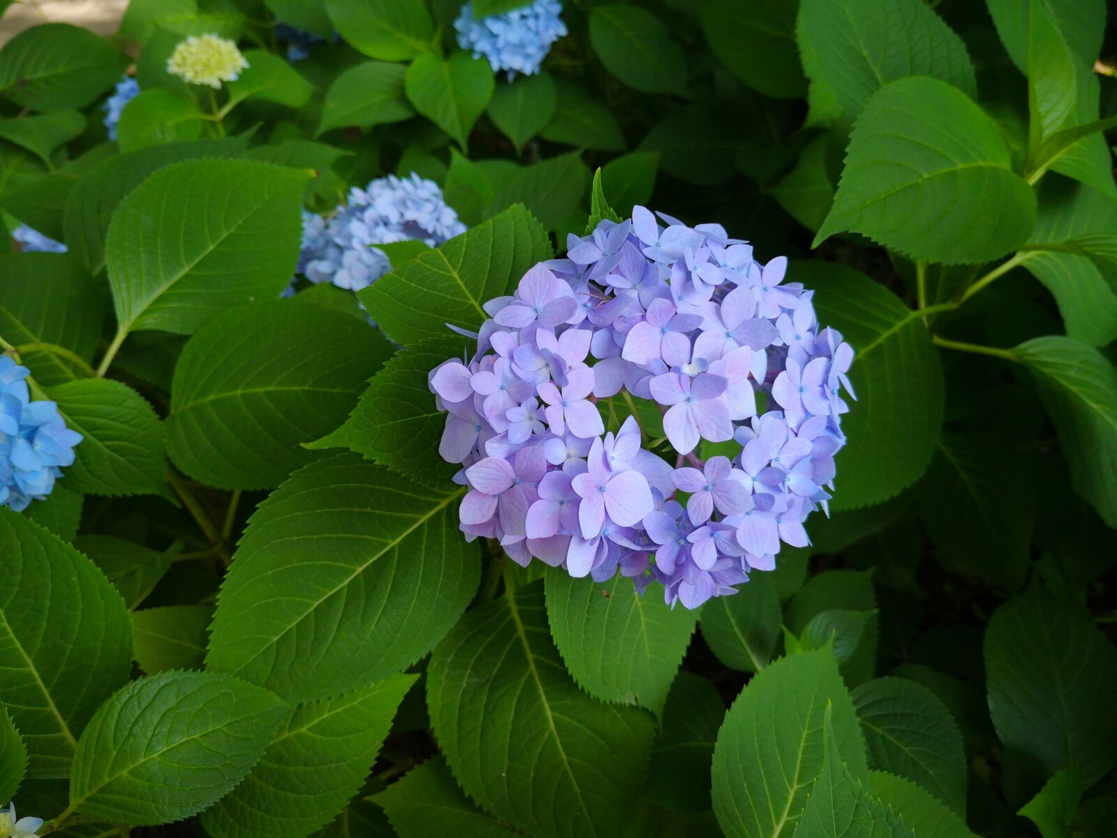HUAWEI P20 sample photo. Flower, plant, natural photography