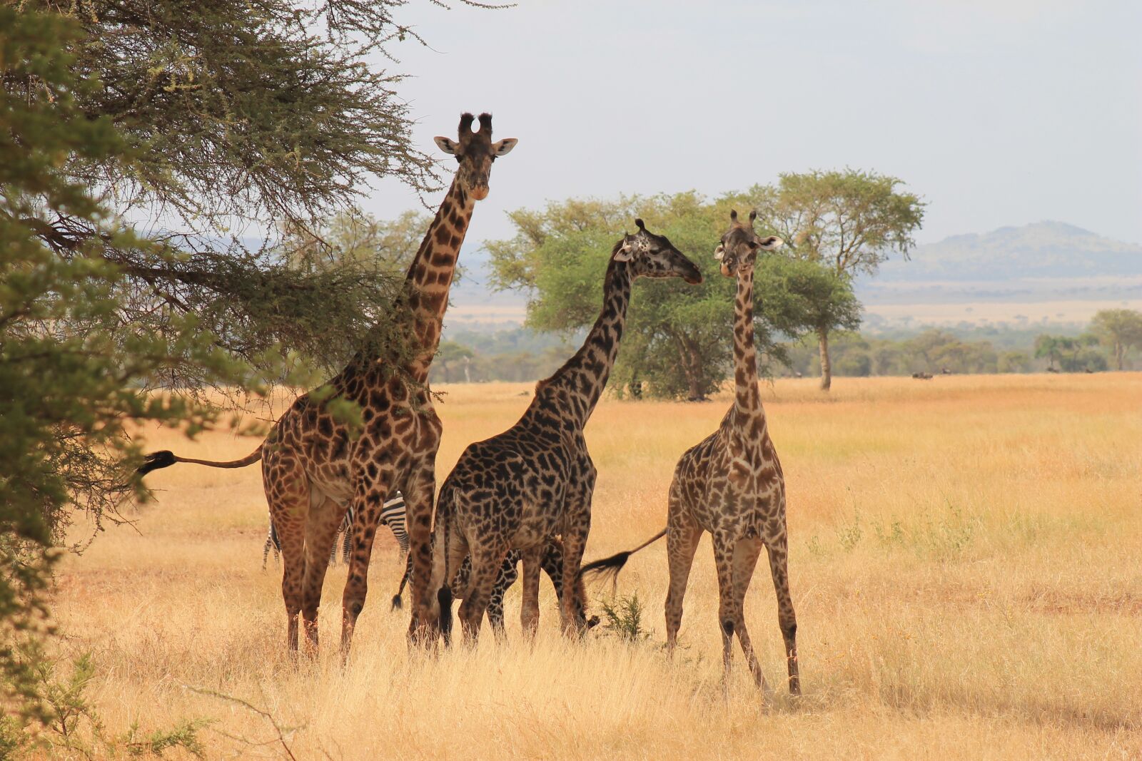 Canon EOS 1100D (EOS Rebel T3 / EOS Kiss X50) sample photo. Giraffes, serengeti park, tanzania photography
