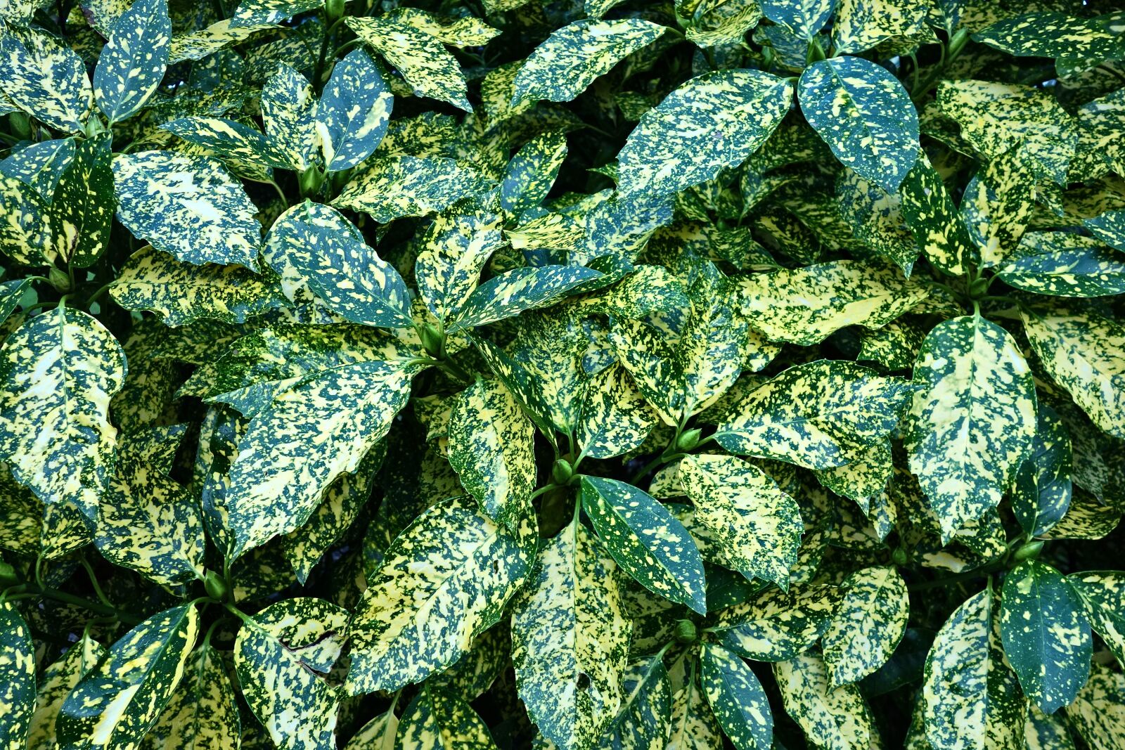 Sony Cyber-shot DSC-RX100 sample photo. Leaves, foliage, shrub photography