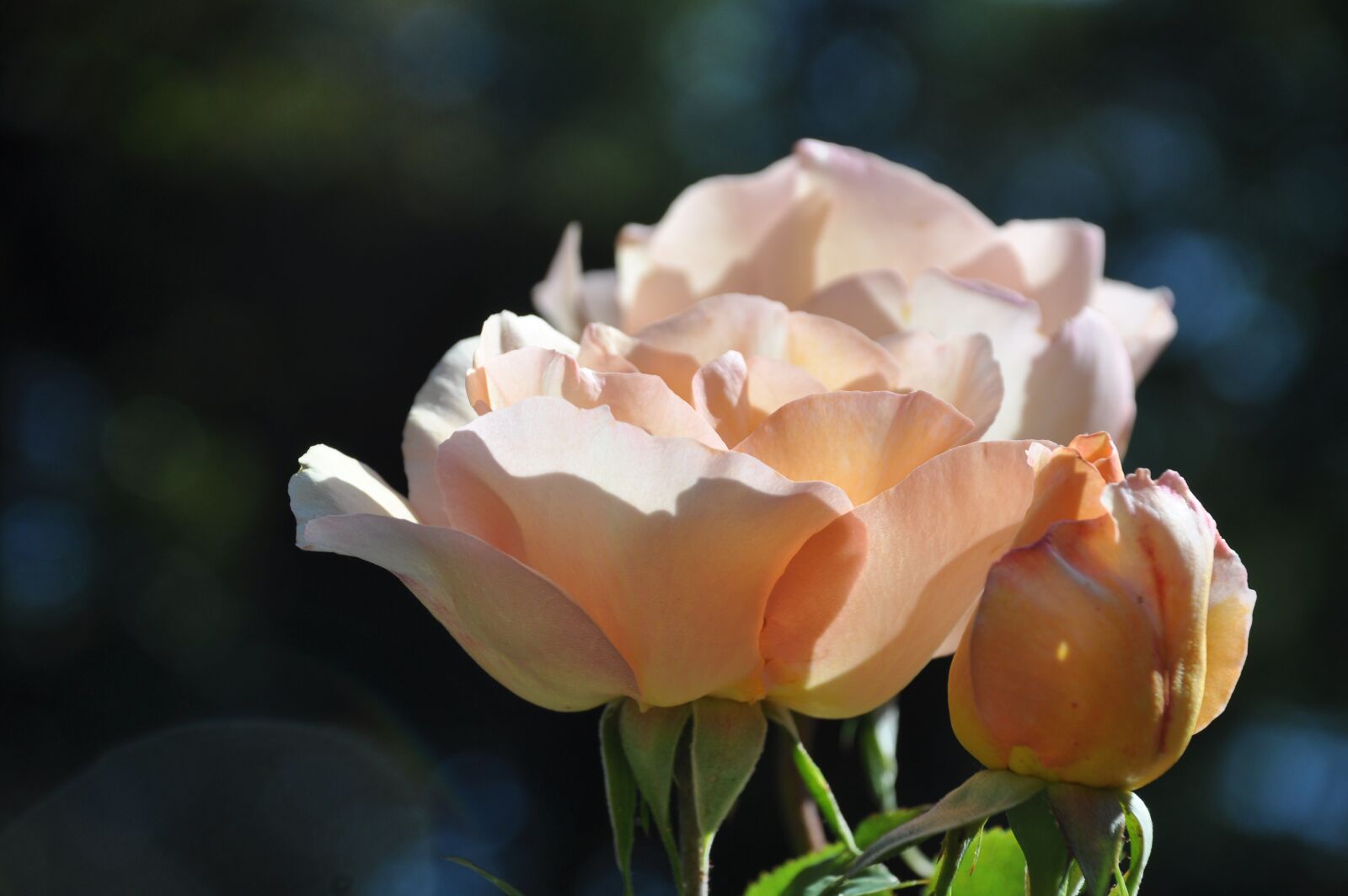 Nikon D90 sample photo. Pink, flower, flowers photography