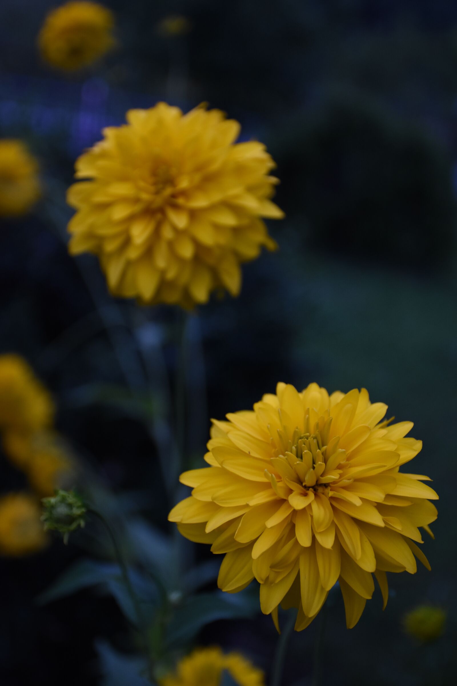 Nikon D7200 sample photo. Flower, plant, spring photography