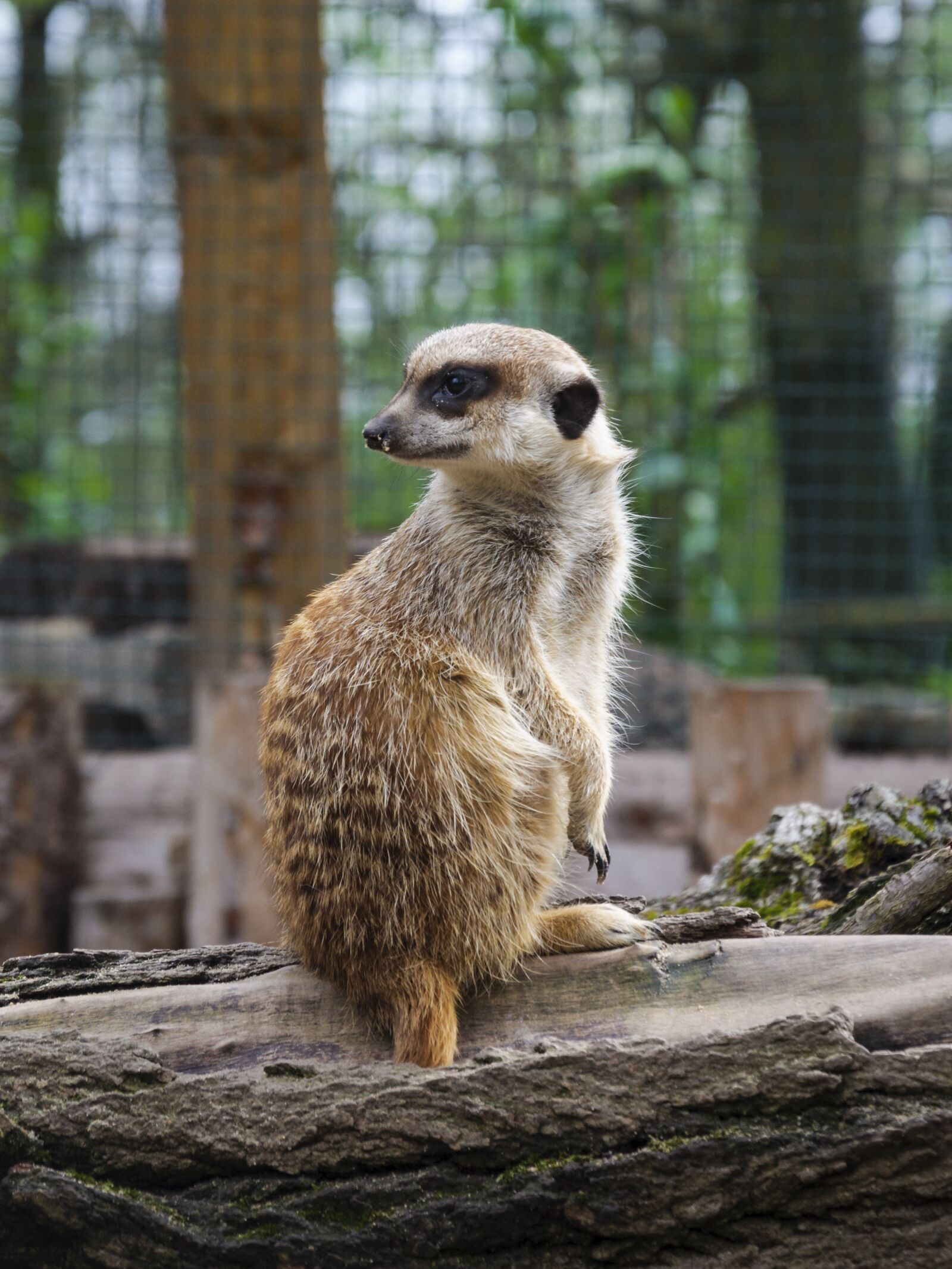Nikon D5000 sample photo. Meerkat, zoo, cute photography