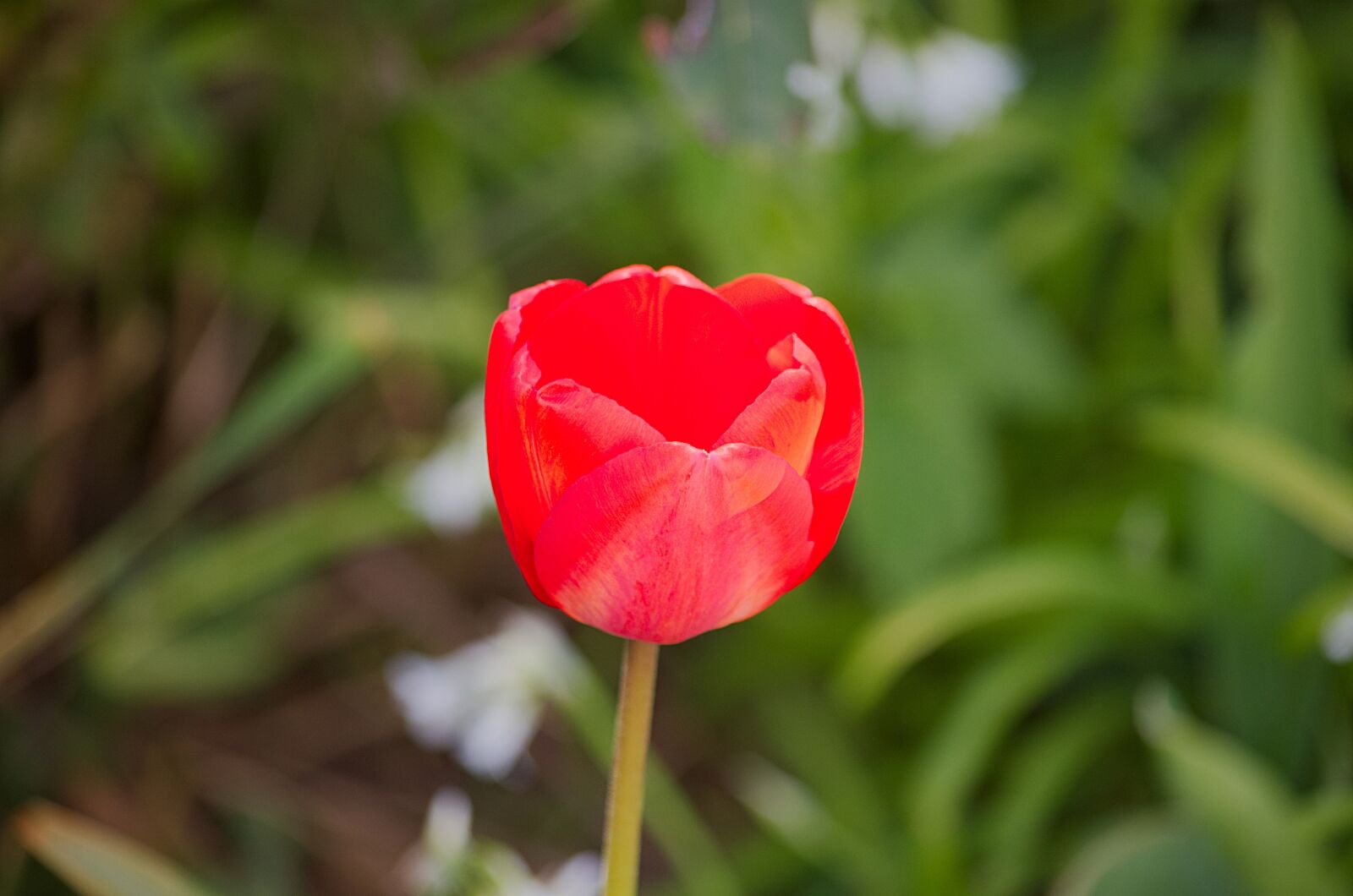 Nikon D5100 sample photo. Tulip, flower, holland photography