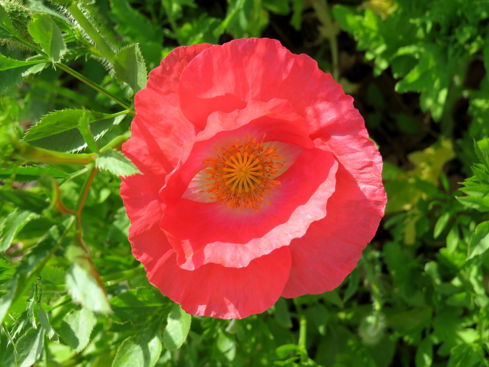 Canon PowerShot SX540 HS sample photo. Pink, poppy, flower photography