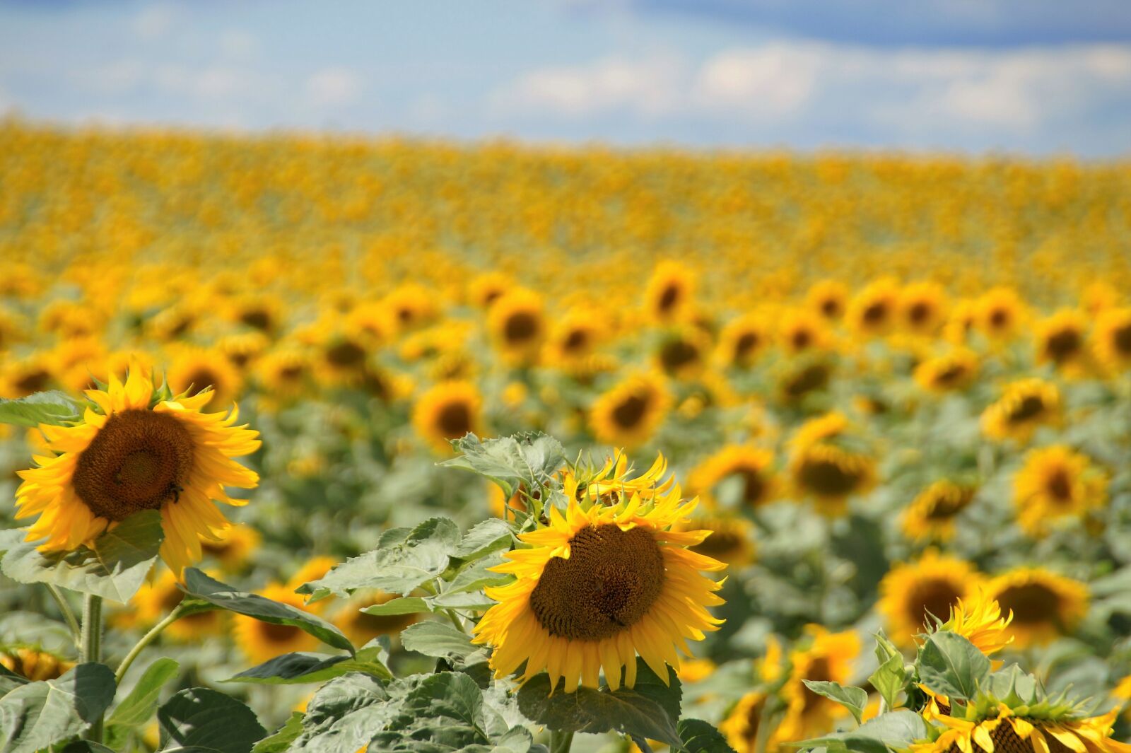 Sony SLT-A58 sample photo. Sunflower, yellow, field photography