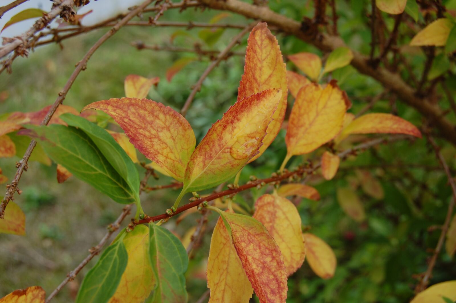 Nikon D40 sample photo. Leaf, green, yellow photography