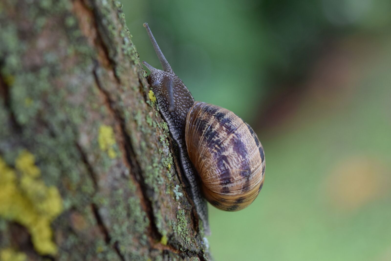 Nikon D5300 sample photo. Snail, close up, nature photography