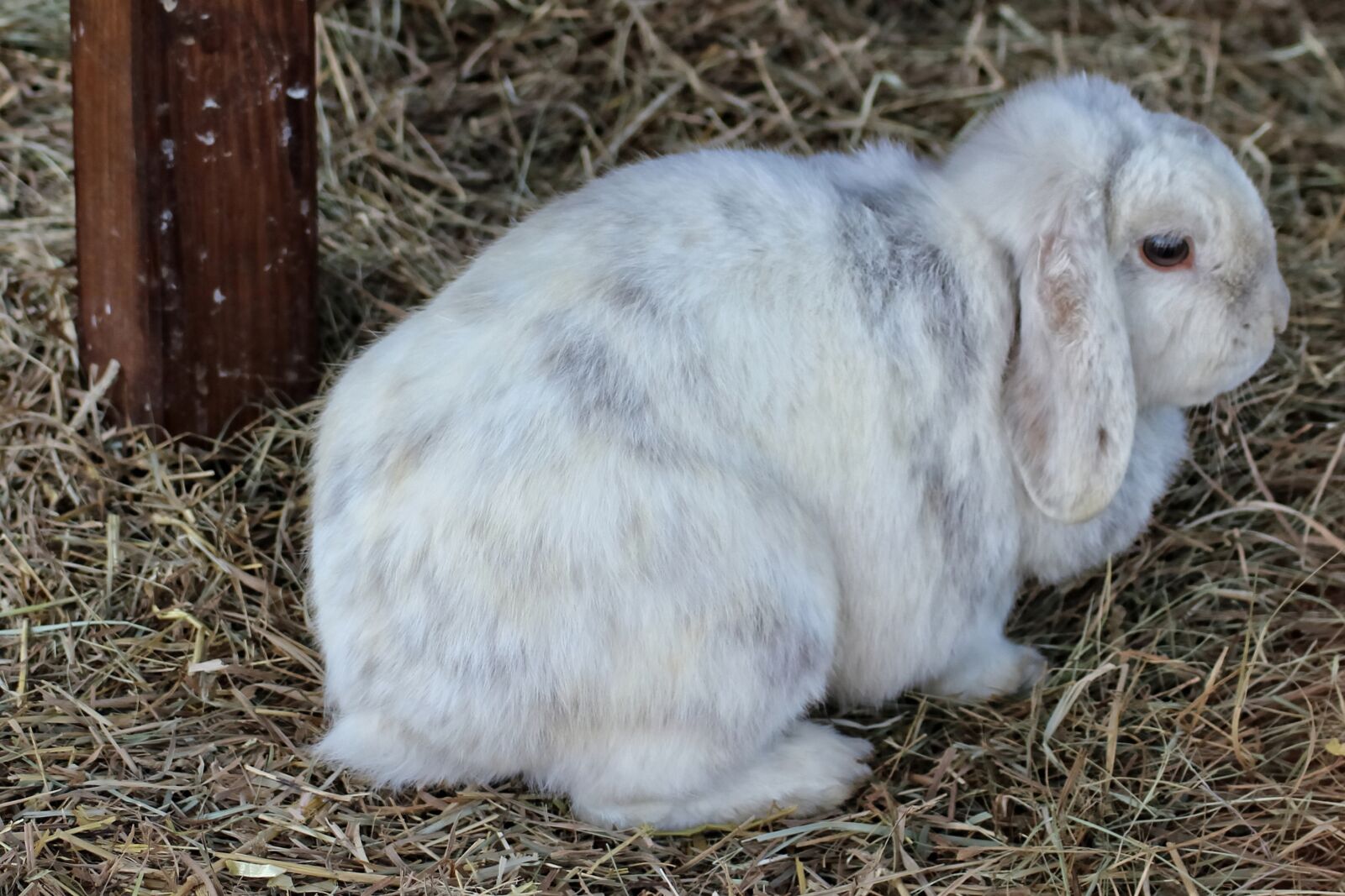 Canon EOS 600D (Rebel EOS T3i / EOS Kiss X5) sample photo. Rabbit, dwarf rabbit, hare photography