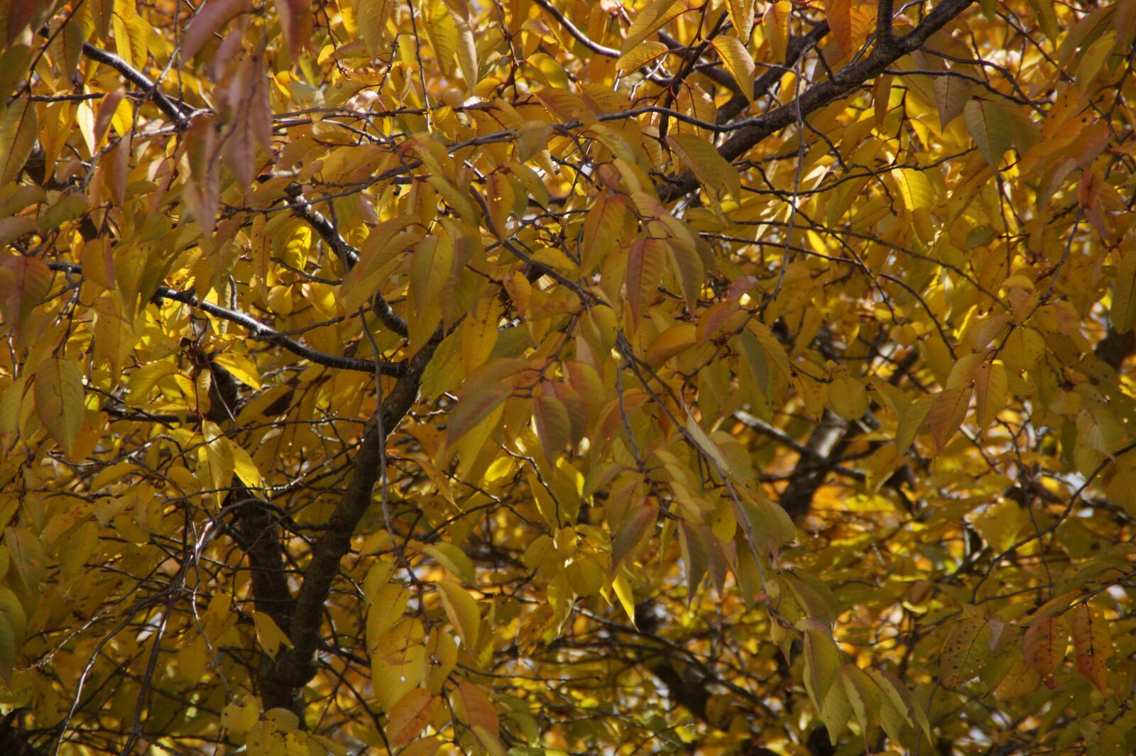 Sony SLT-A58 sample photo. Autumn, fall foliage, leaves photography