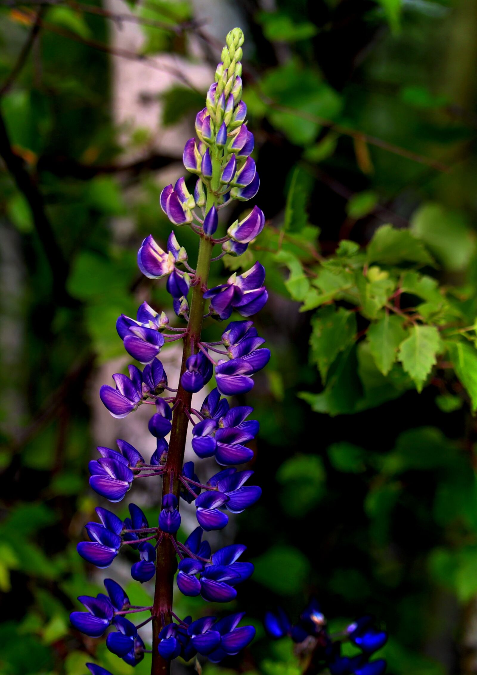 Canon EOS 1200D (EOS Rebel T5 / EOS Kiss X70 / EOS Hi) sample photo. Lupine, flower, bloom photography
