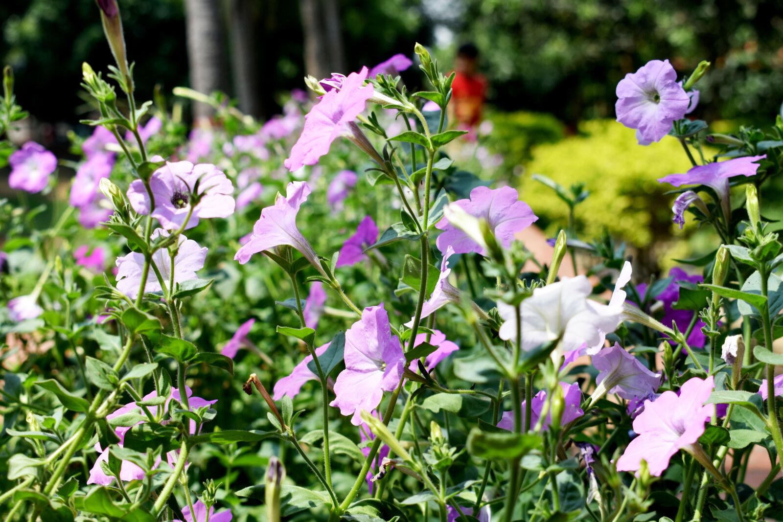 Nikon D3400 sample photo. Flower, flora, garden photography