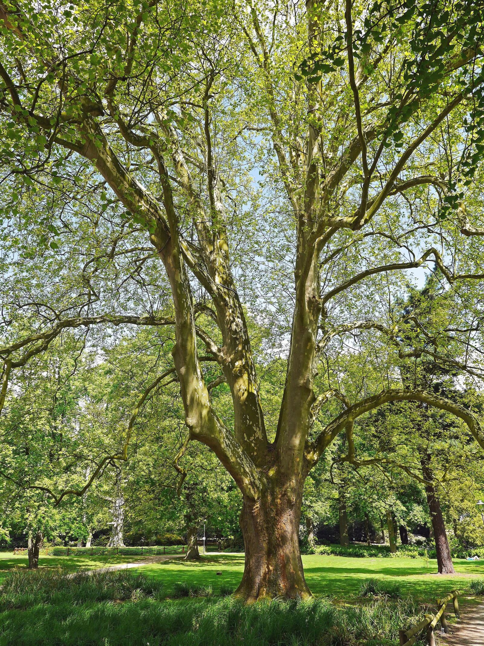 Panasonic Lumix DMC-GH3 sample photo. Tree, forest, landscape, bark photography
