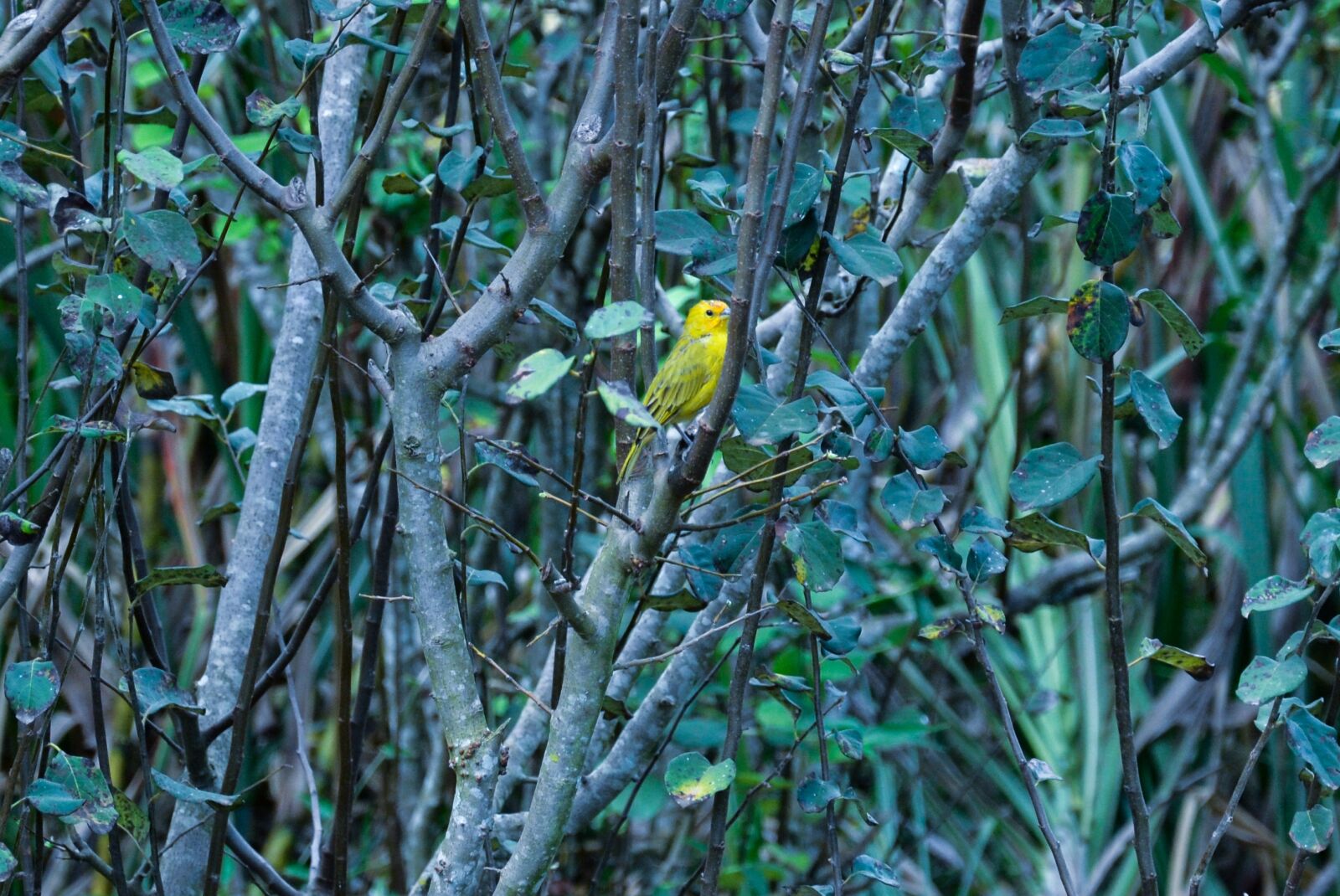 Nikon D3100 sample photo. Canarinho, bird, nature photography