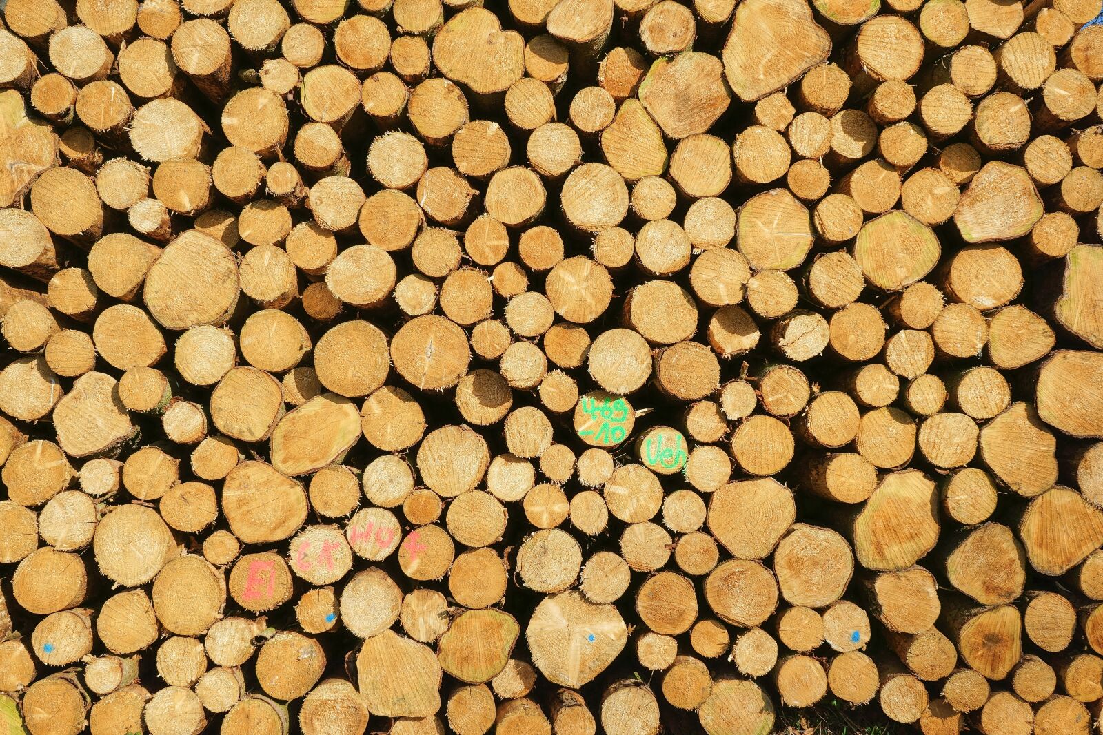Sony a7 II sample photo. Wood, timber, logs photography