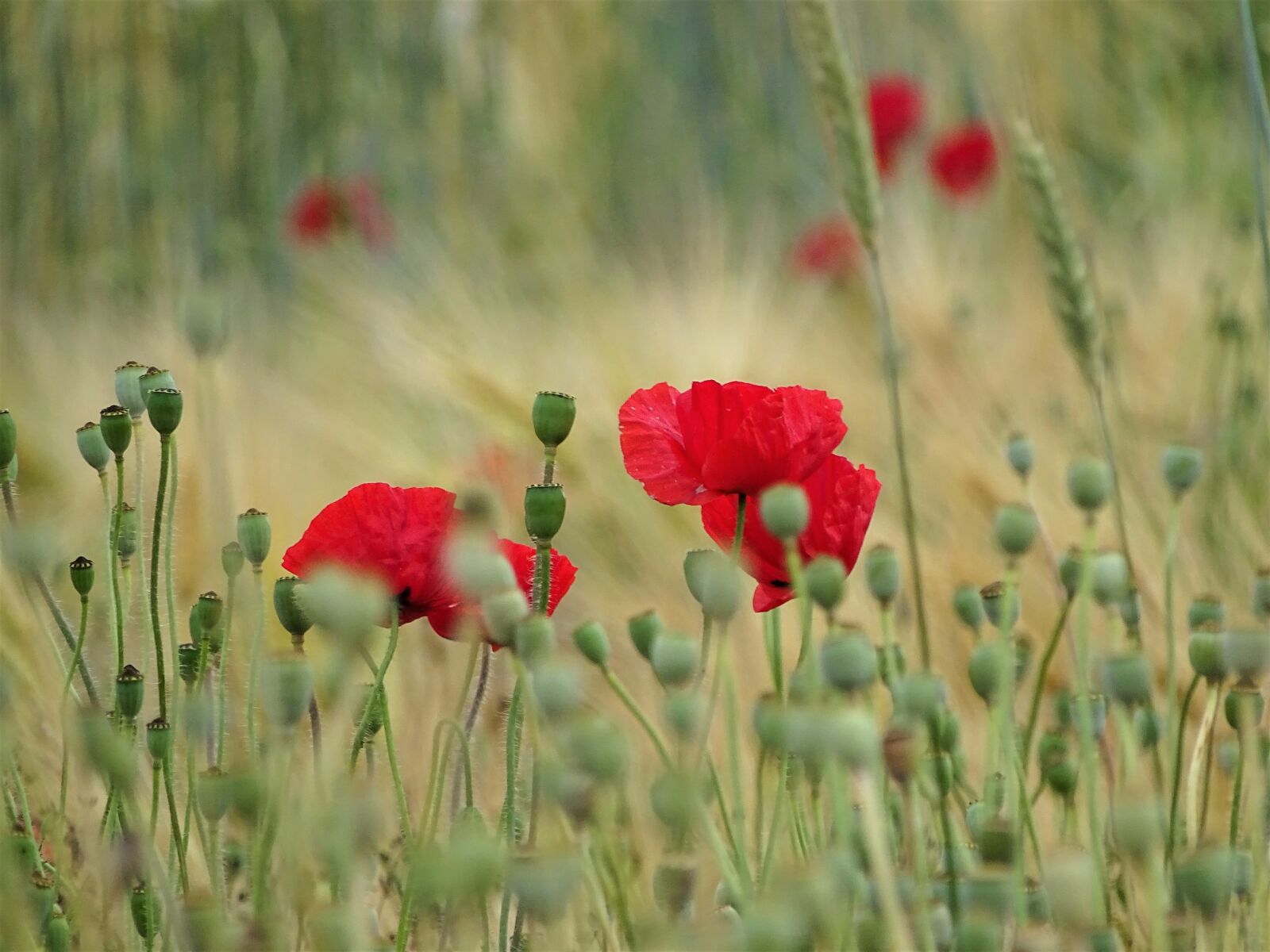 Sony Cyber-shot DSC-HX400V sample photo. Poppy, meadow, nature photography