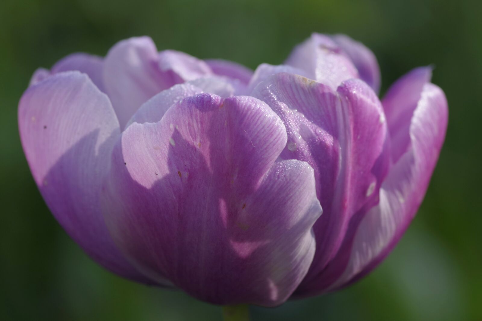 Pentax K-S2 sample photo. Pink, violet, flower photography