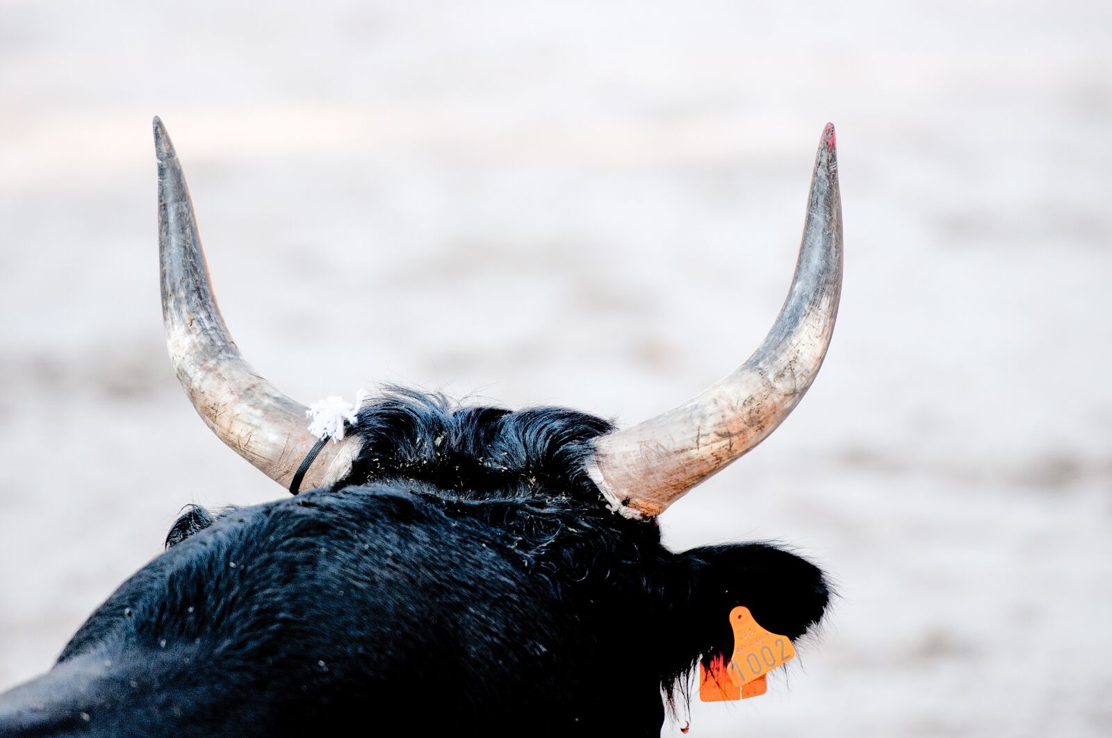 Nikon D300S sample photo. Bull races, bull, camargue photography