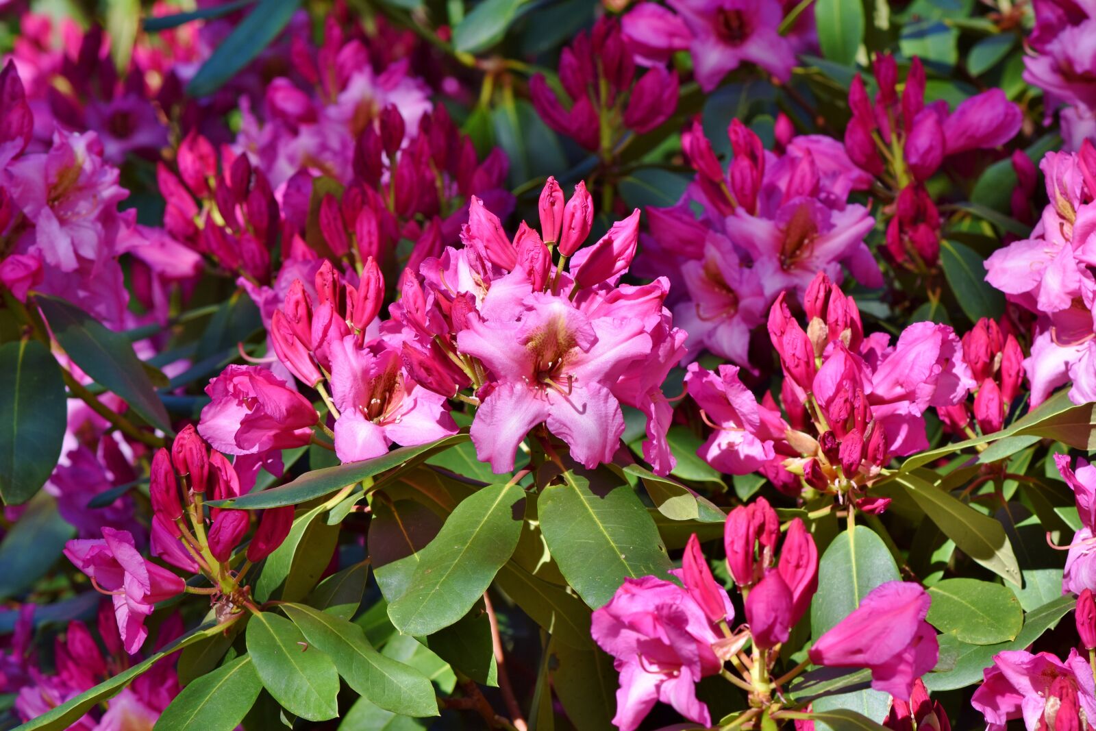 Nikon D7200 sample photo. Rhododendron, rhododendron buds, rhododendron photography
