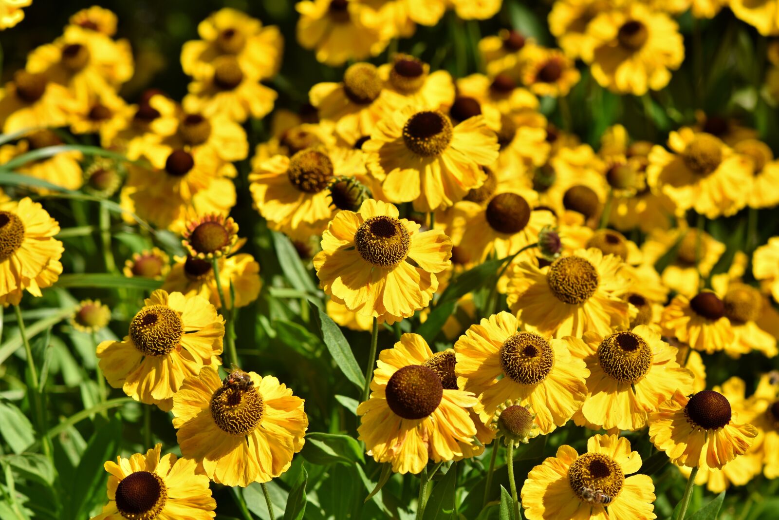 Nikon D7200 sample photo. Coneflower, blossom, bloom photography