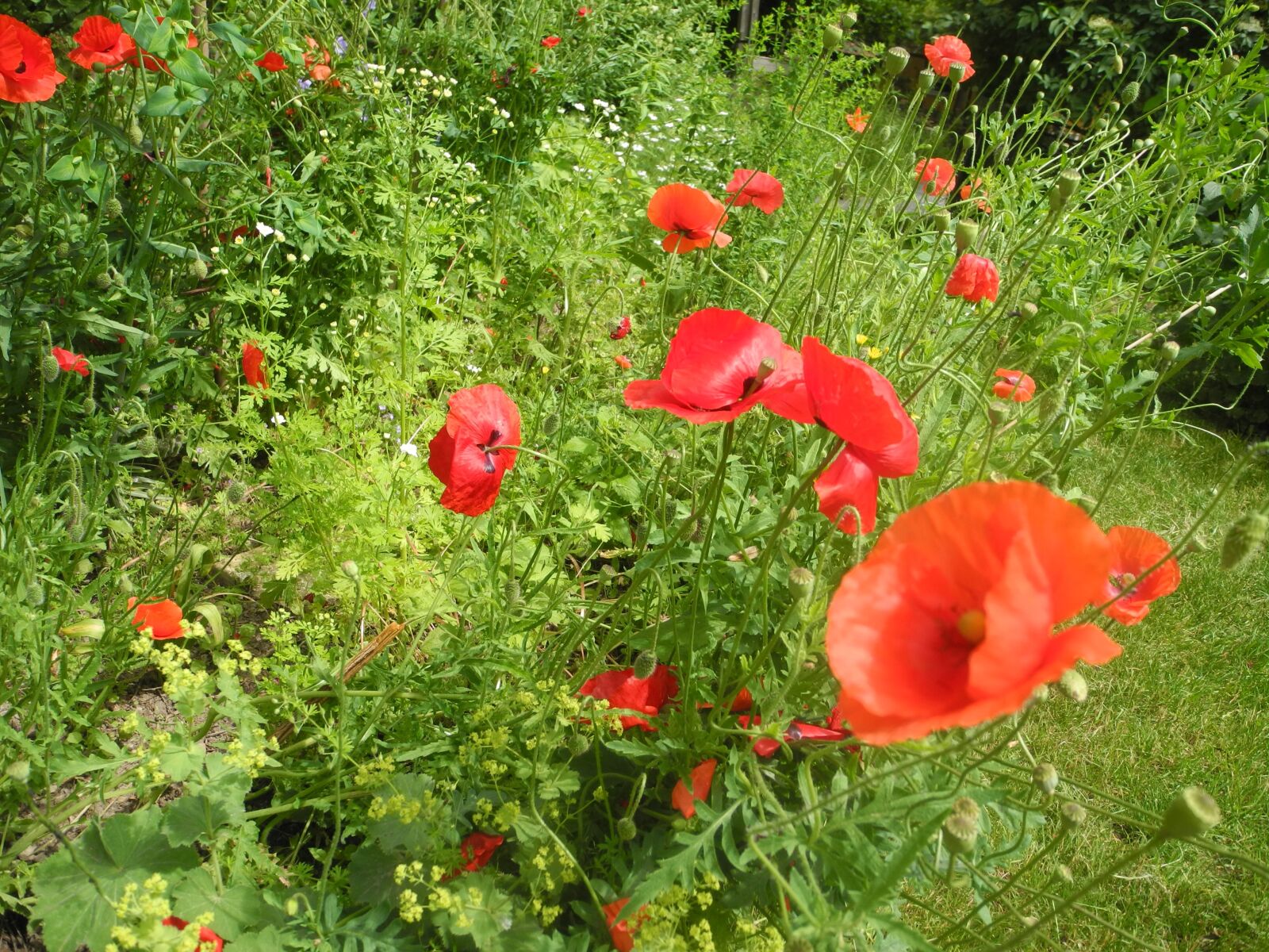 Nikon Coolpix P7100 sample photo. Poppy, garden, flower photography