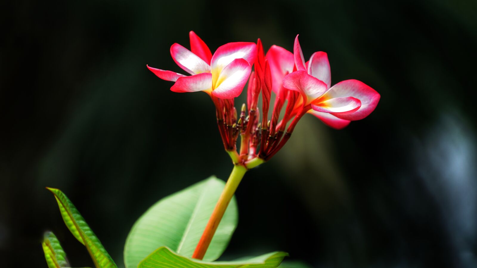 Sony FE 70-300mm F4.5-5.6 G OSS sample photo. Plumeria, flower, rubra photography