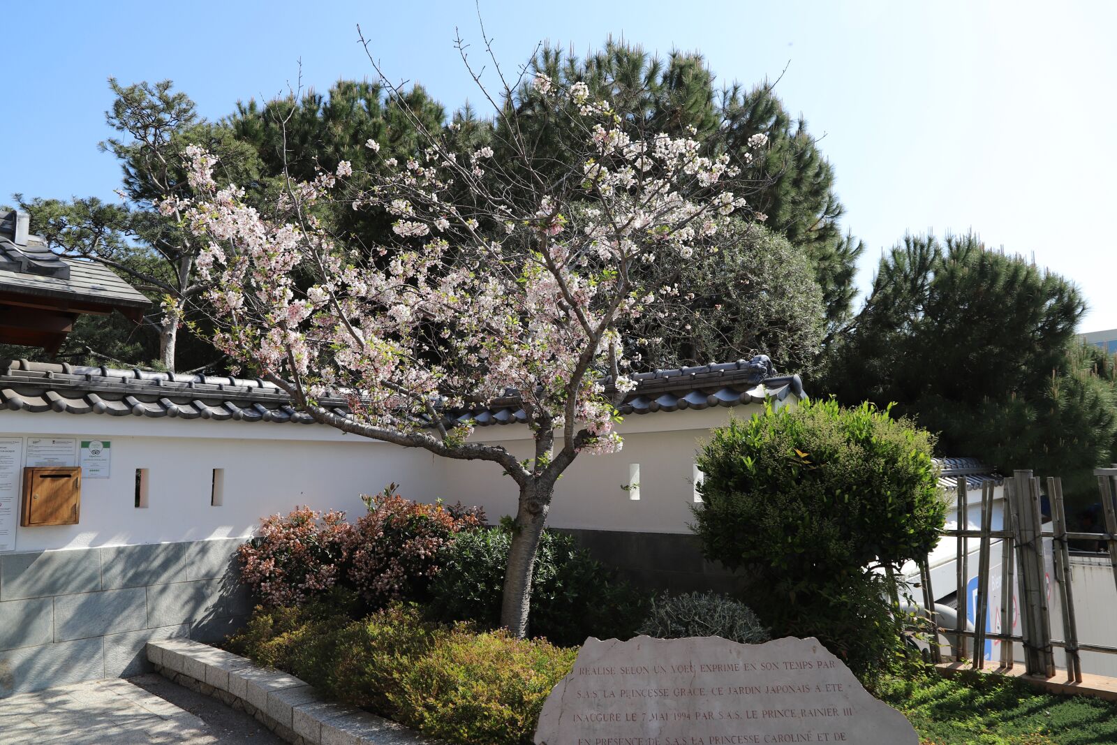 Canon EOS 6D Mark II sample photo. Tree, nature, flower photography