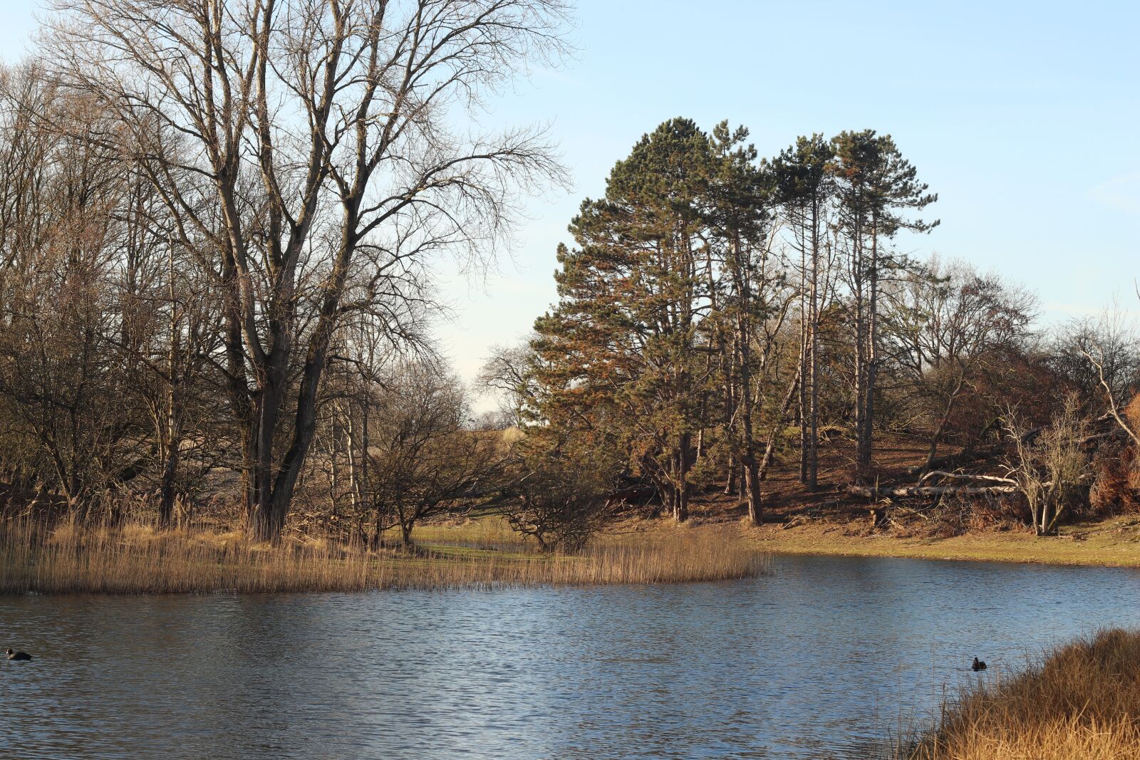 Canon EF 50mm F1.8 II sample photo. Landscape, water, forest photography