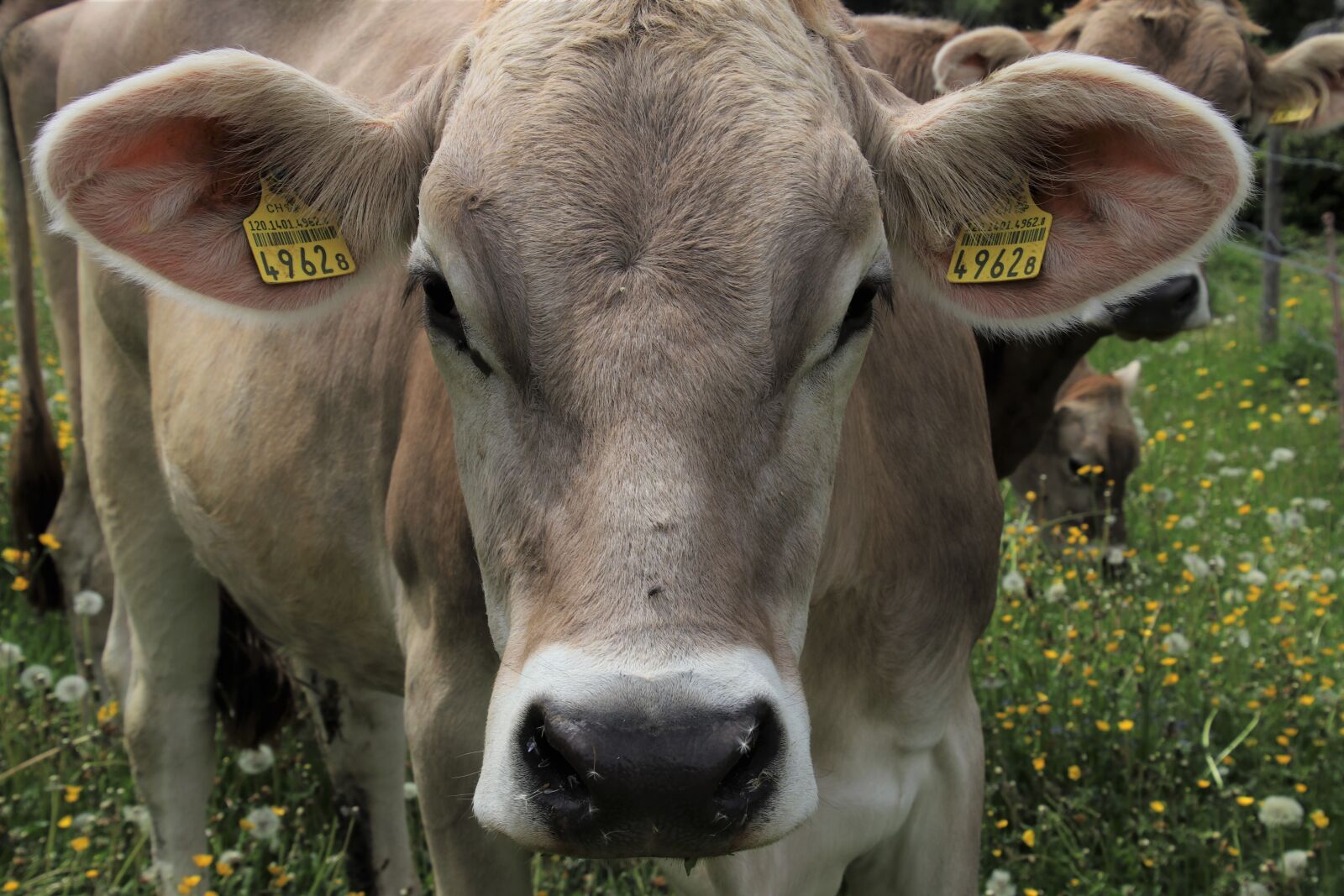 Canon EOS 80D sample photo. Alpine cow, meadow, green photography